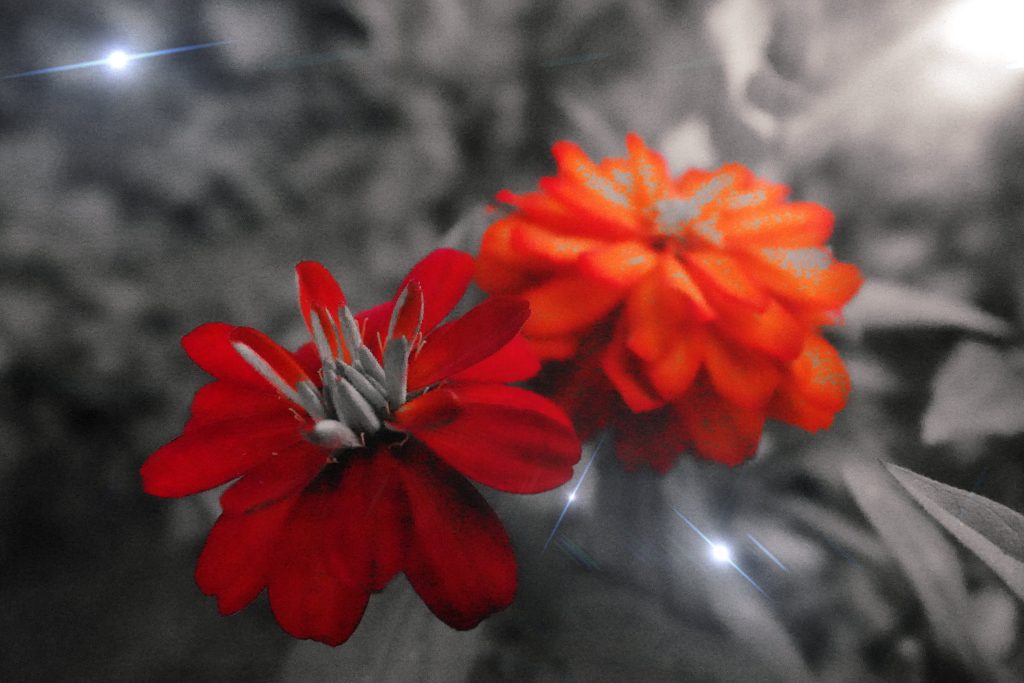 Photographie de fleurs de Fabrice Courtadon imprimée sur aluminium