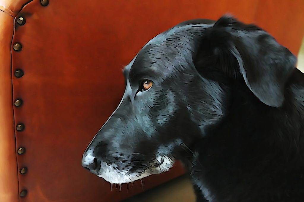 Tableau aluminium de la collection Macro et animaux : un sujet photographié en gros plan