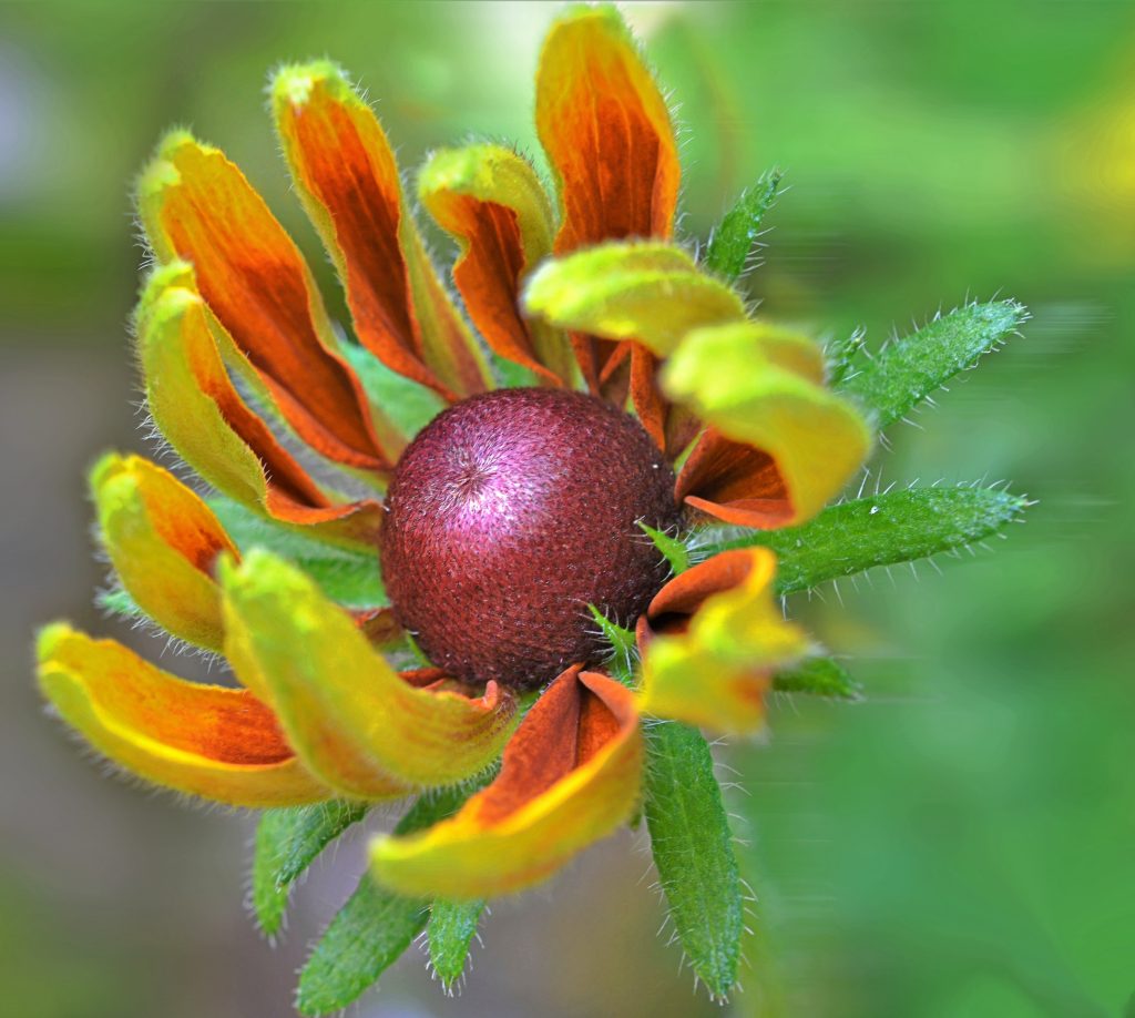 Tableau floral de Fabrice Courtadon sur aluminium Dibond mat