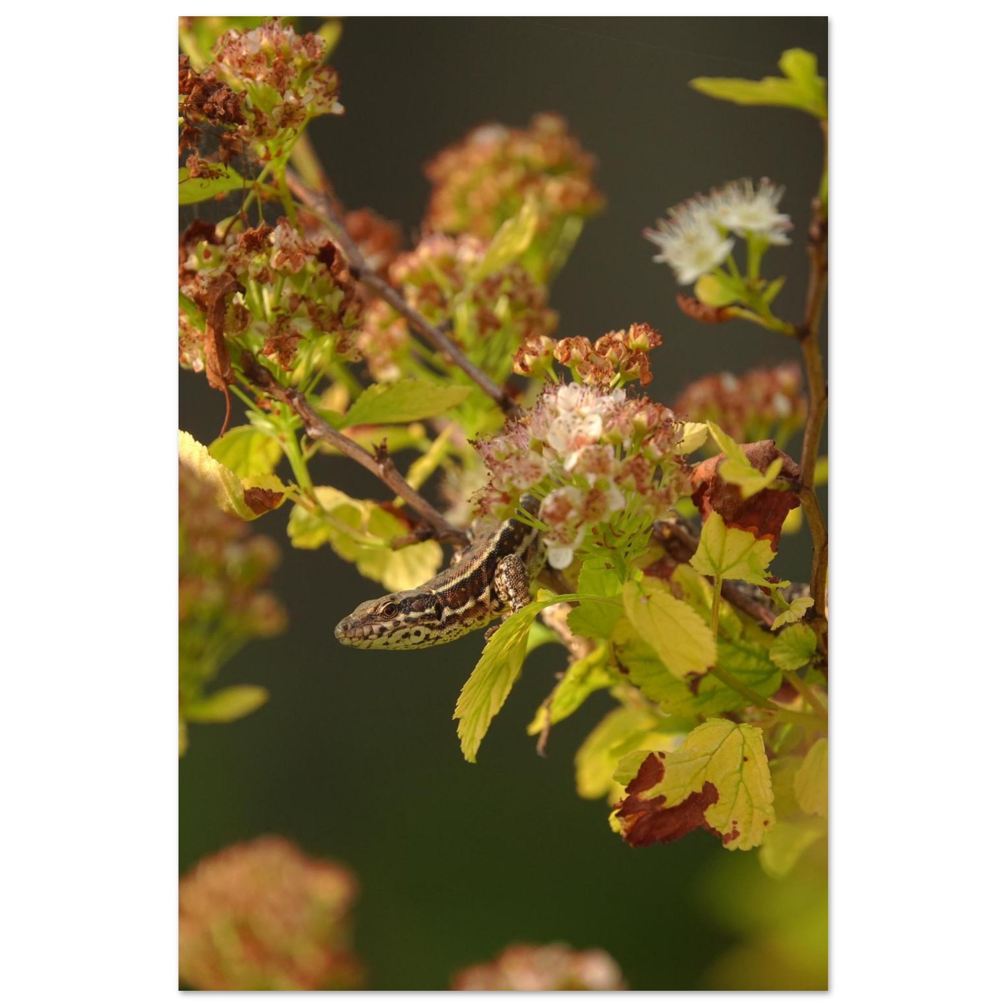 L’instant reptilien lézard tableau aluminium mural L’instant reptilien lézard tableau aluminium mural