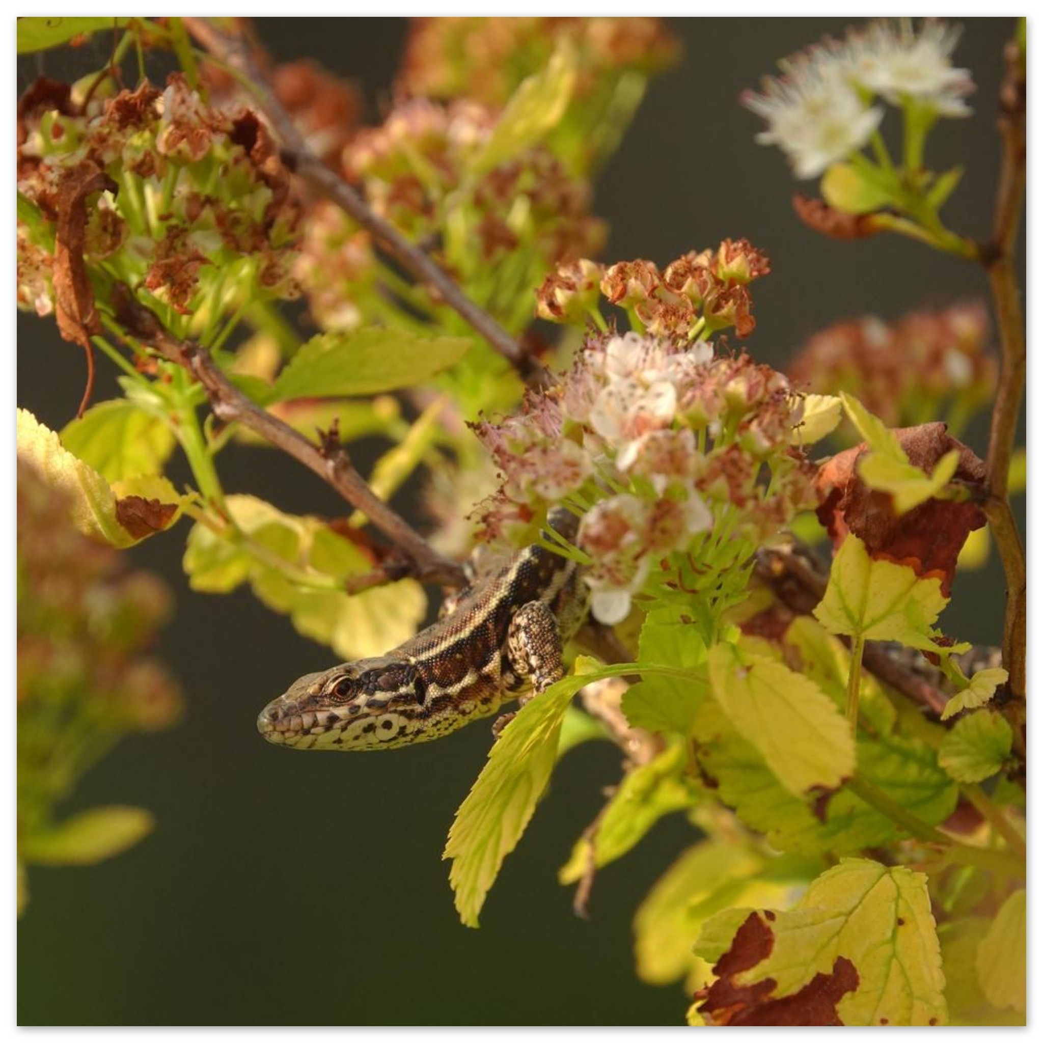 L’instant reptilien lézard tableau aluminium mural L’instant reptilien lézard tableau aluminium mural