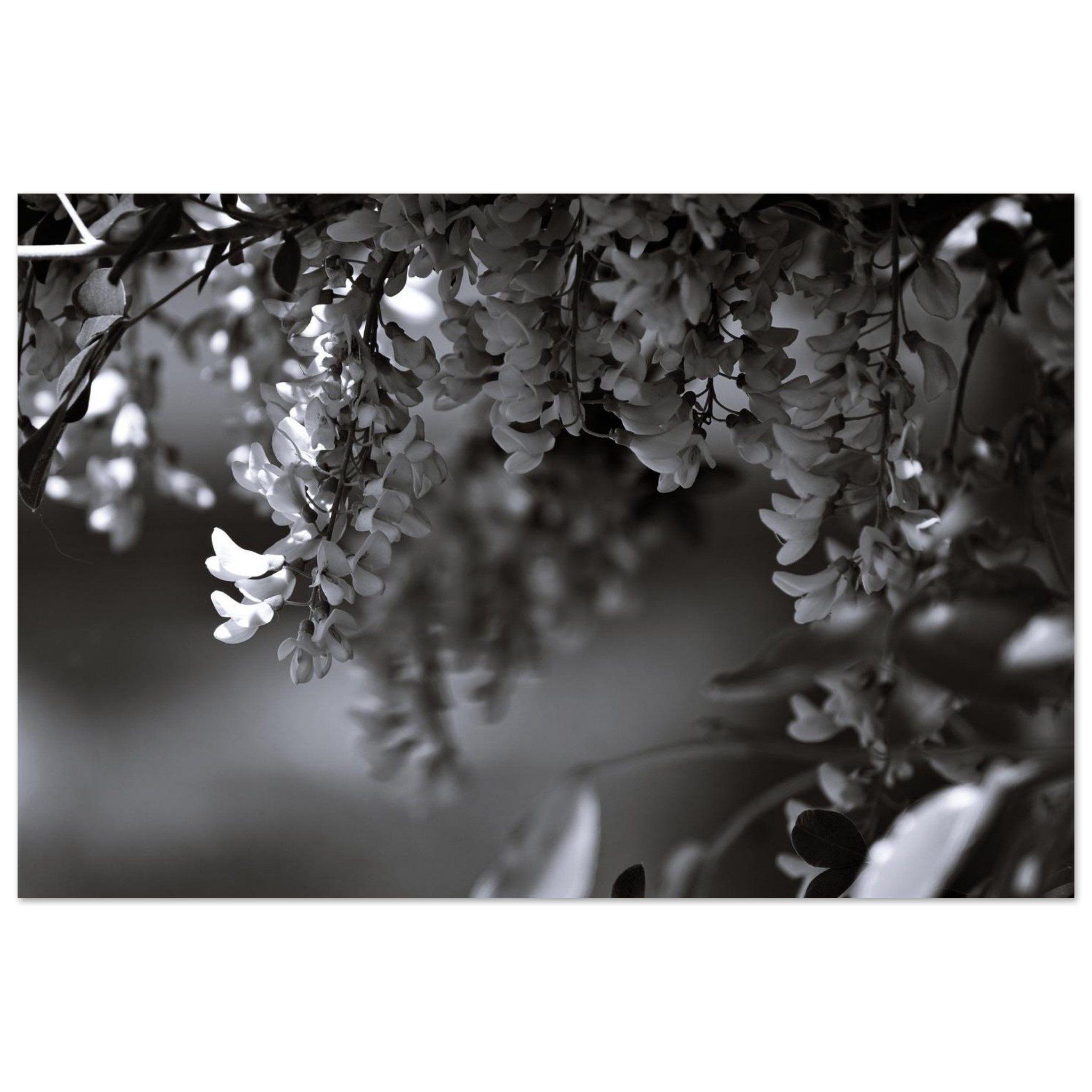 Photo fleurs nature Auvergne décor mural aluminium Photo fleurs nature Auvergne décor mural aluminium