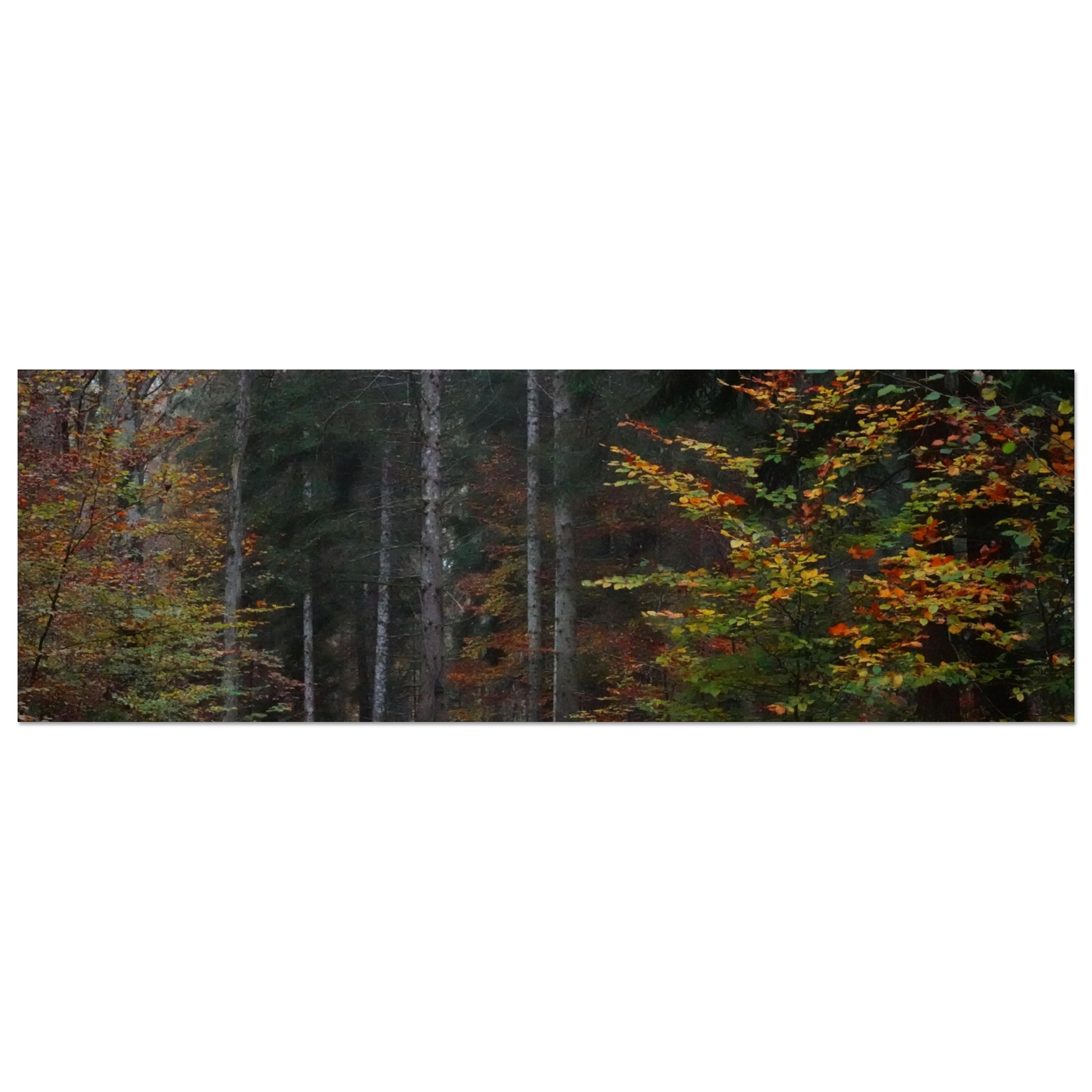 Tableau aluminium forêt dAuvergne automne décor mural Tableau aluminium forêt dAuvergne automne décor mural