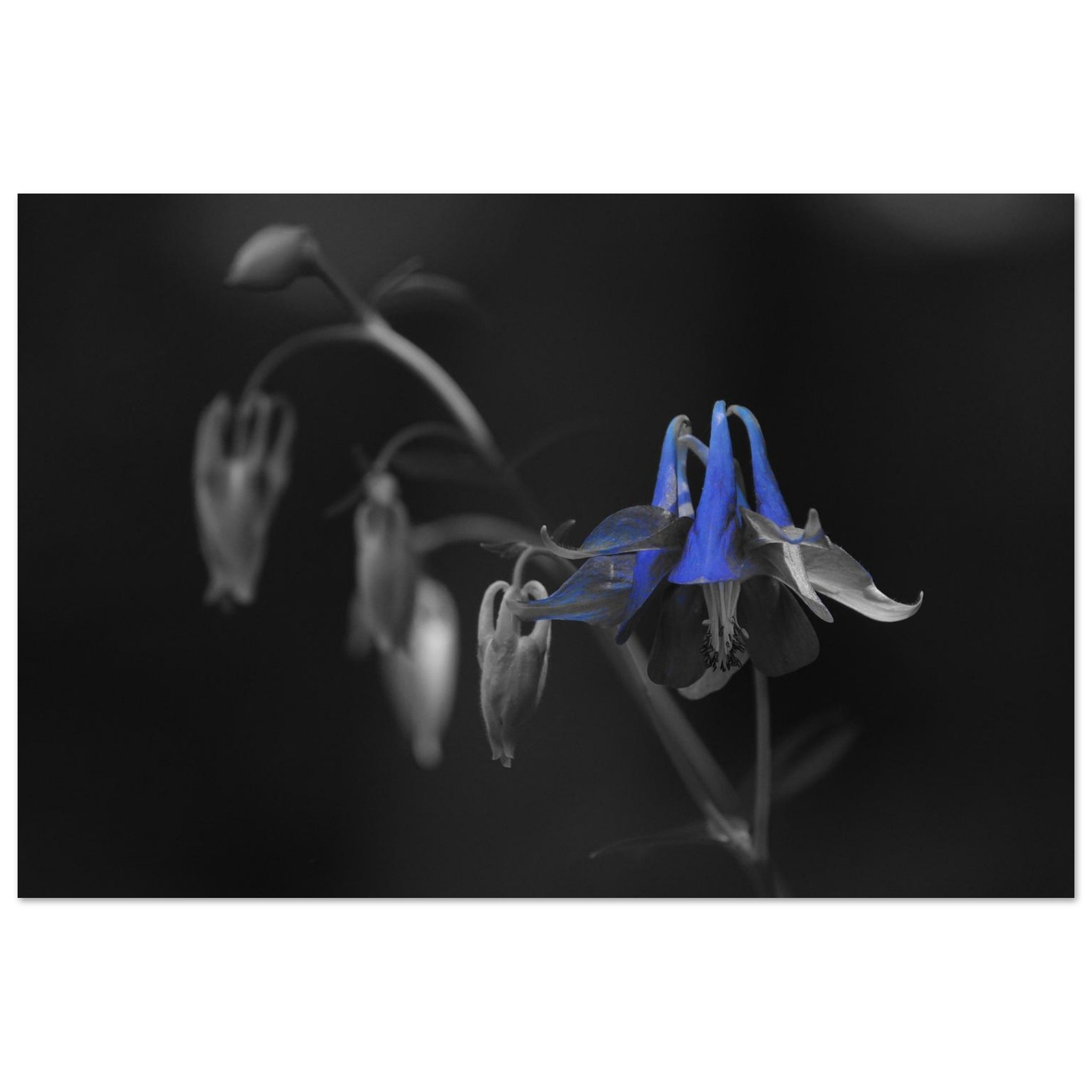 Tableau aluminium fleur bleue Auvergne déco murale Tableau aluminium fleur bleue Auvergne déco murale