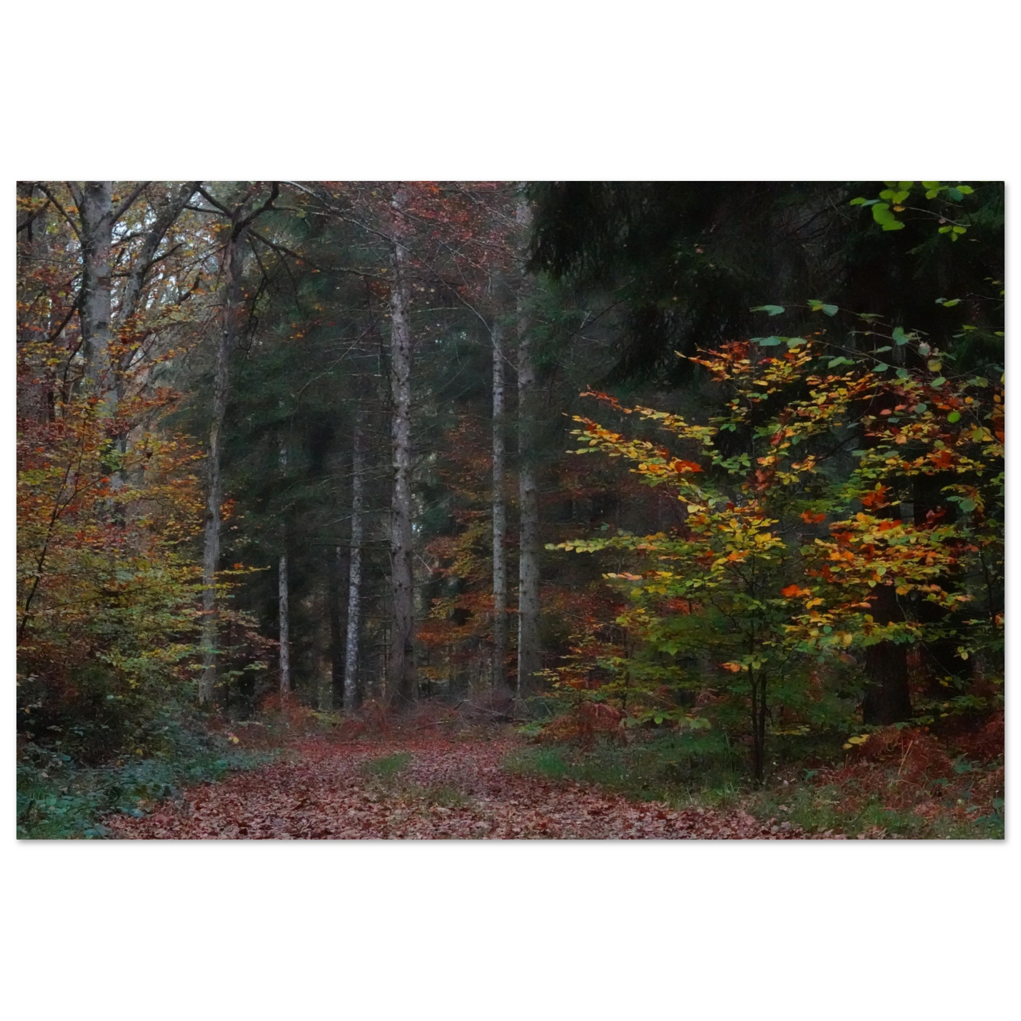 Tableau aluminium forêt dAuvergne automne décor mural Tableau aluminium forêt dAuvergne automne décor mural