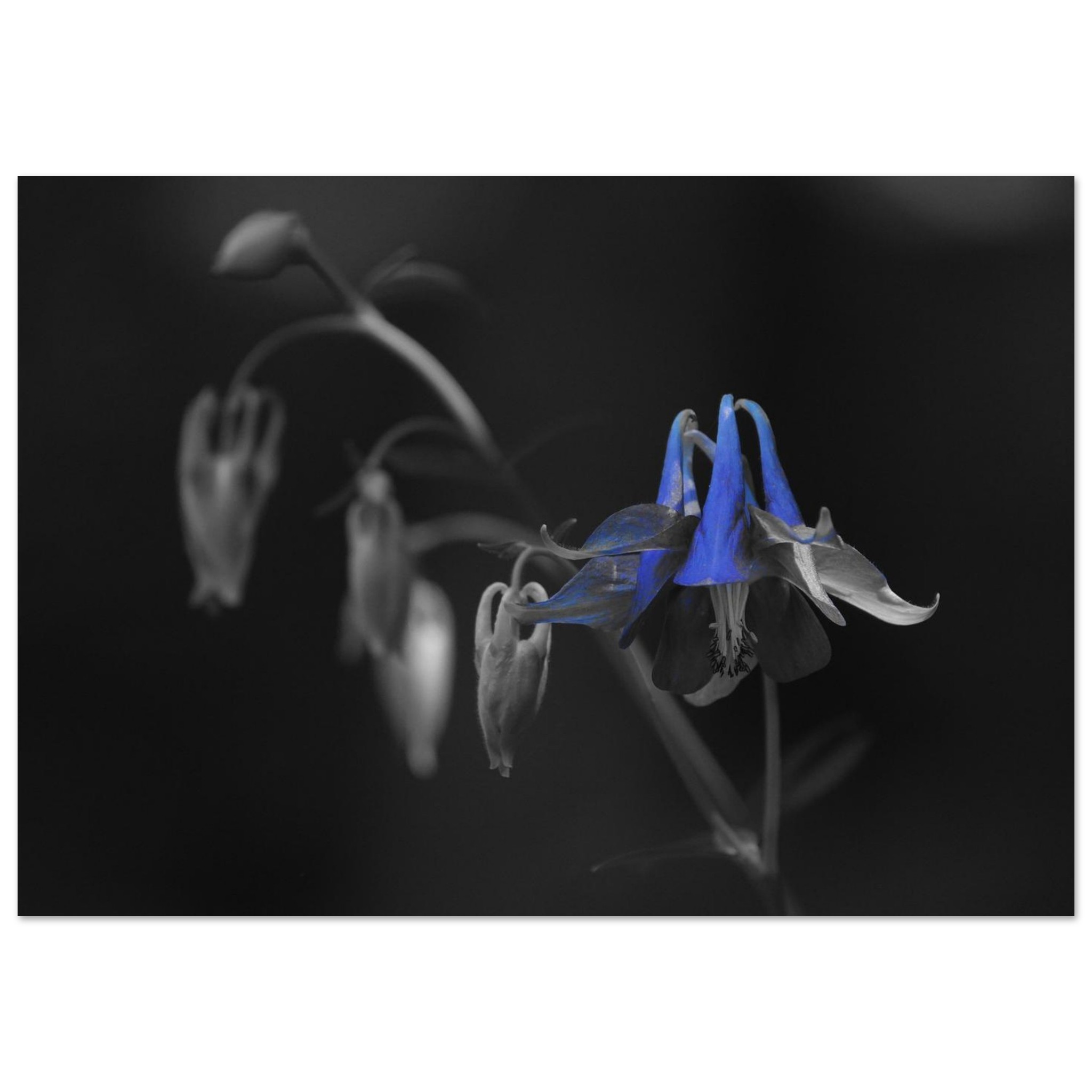 Tableau aluminium fleur bleue Auvergne déco murale Tableau aluminium fleur bleue Auvergne déco murale