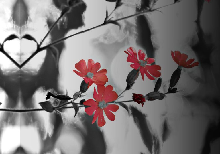 Tableau étamines en macro sur fond rose