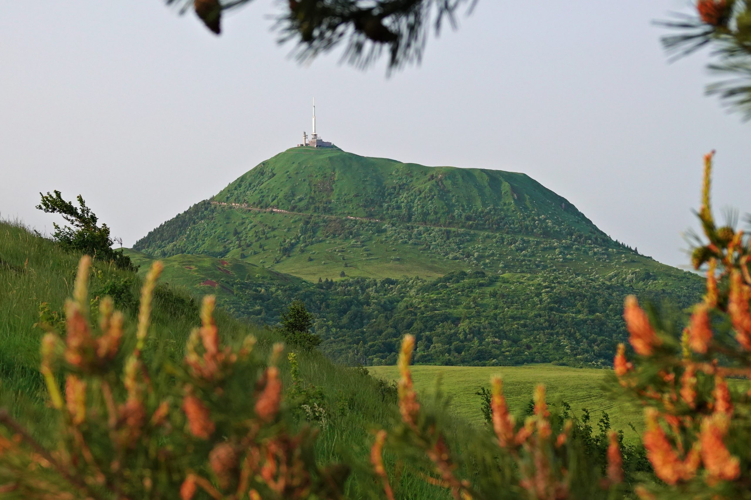Le puy de Dôme vu à travers les pins, photographie de Fabrice Courtadon