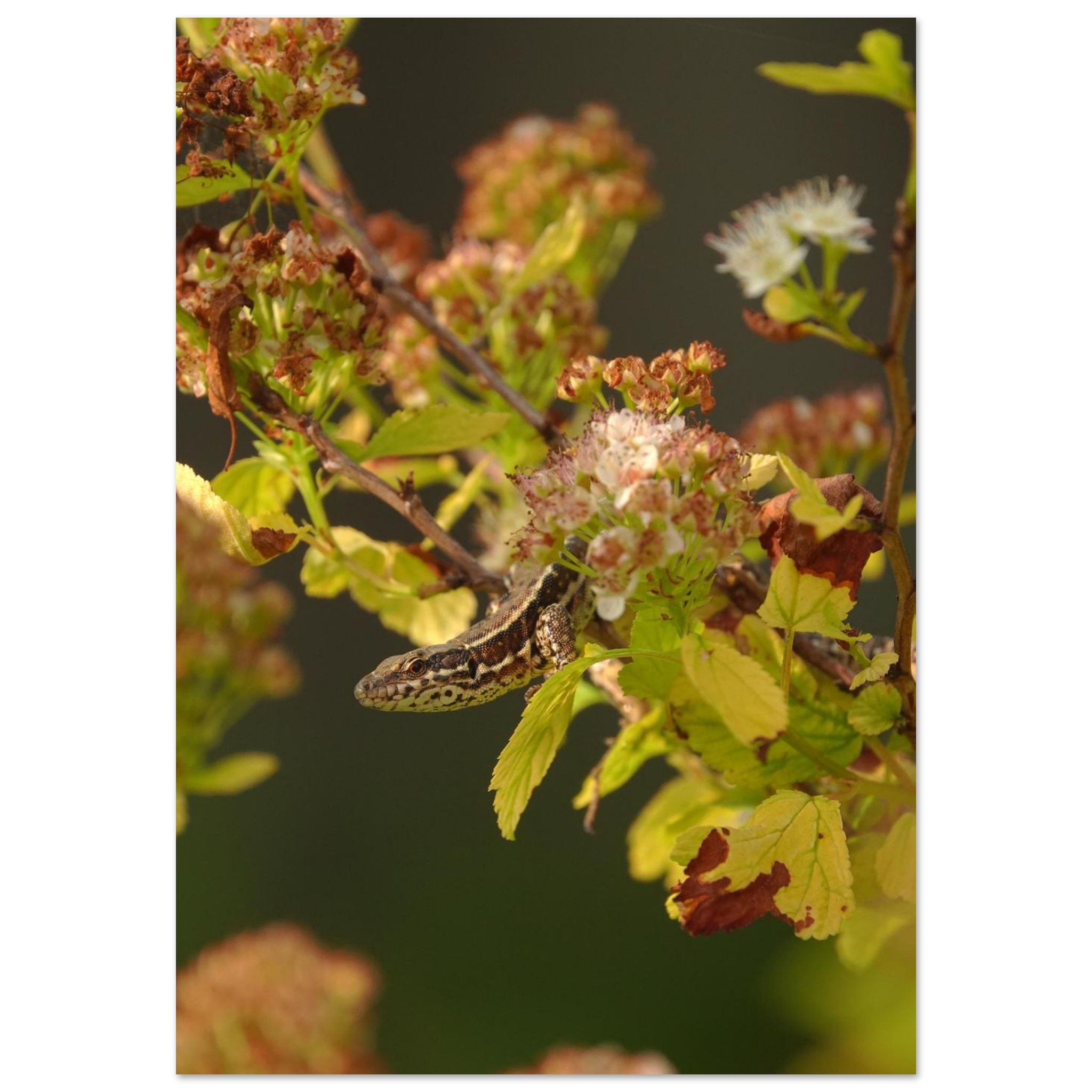 L’instant reptilien lézard tableau aluminium mural L’instant reptilien lézard tableau aluminium mural
