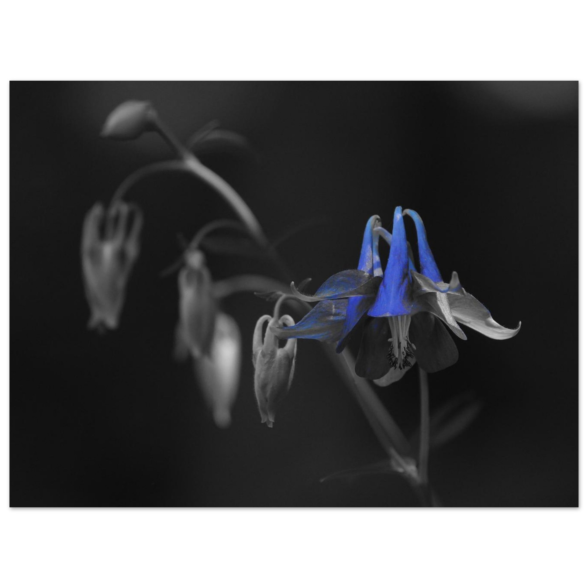 Tableau aluminium fleur bleue Auvergne déco murale Tableau aluminium fleur bleue Auvergne déco murale