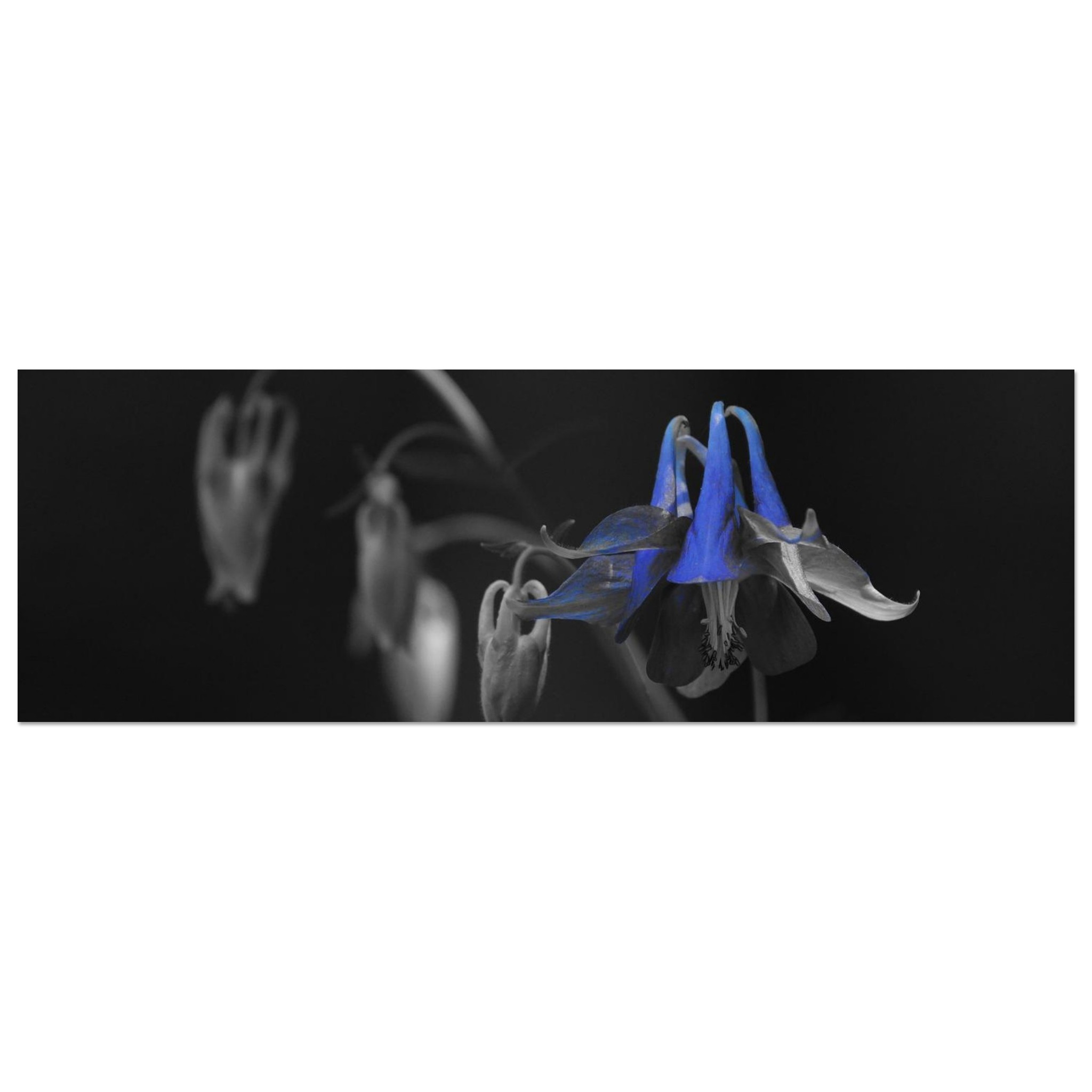 Tableau aluminium fleur bleue Auvergne déco murale Tableau aluminium fleur bleue Auvergne déco murale