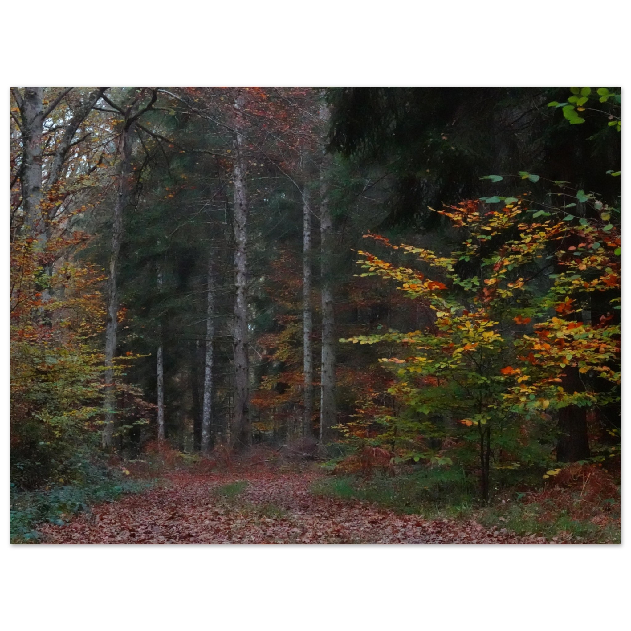 Tableau aluminium forêt dAuvergne automne décor mural Tableau aluminium forêt dAuvergne automne décor mural