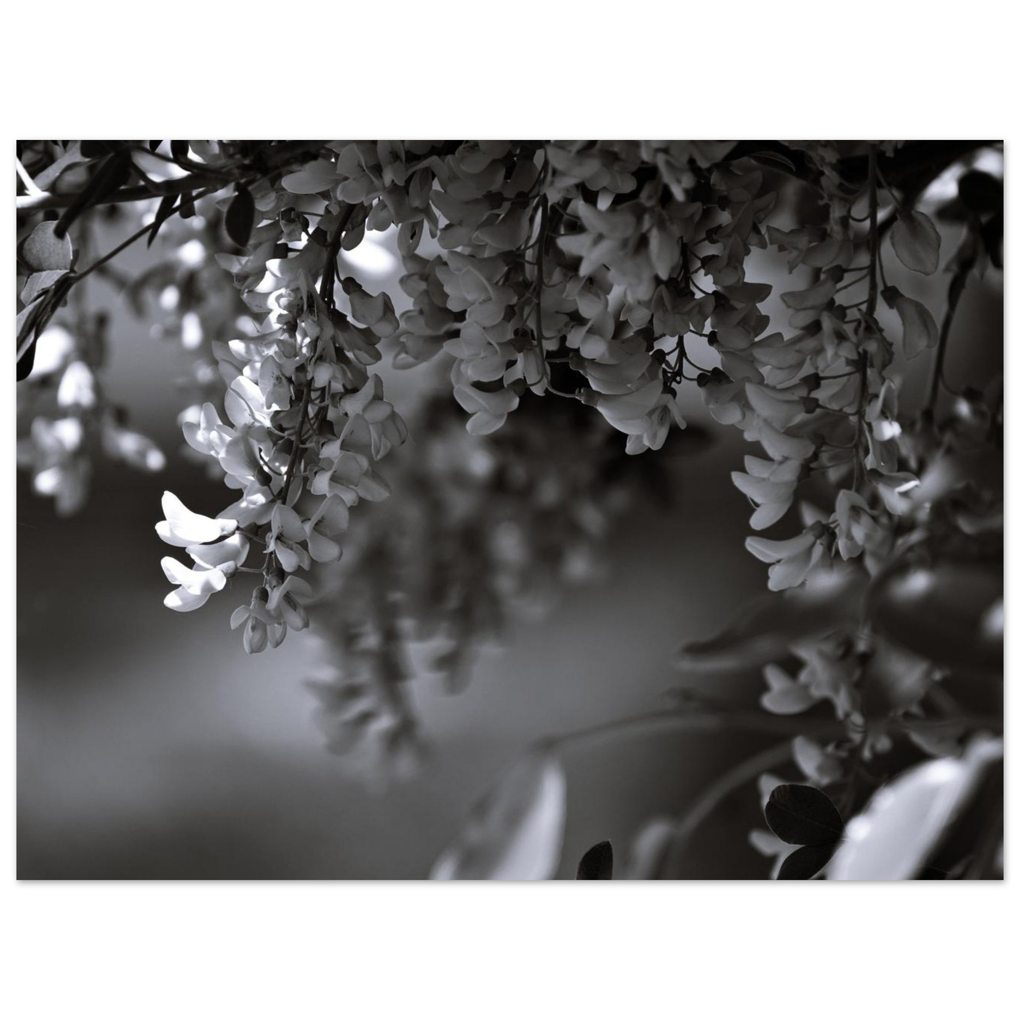 Photo fleurs nature Auvergne décor mural aluminium Photo fleurs nature Auvergne décor mural aluminium