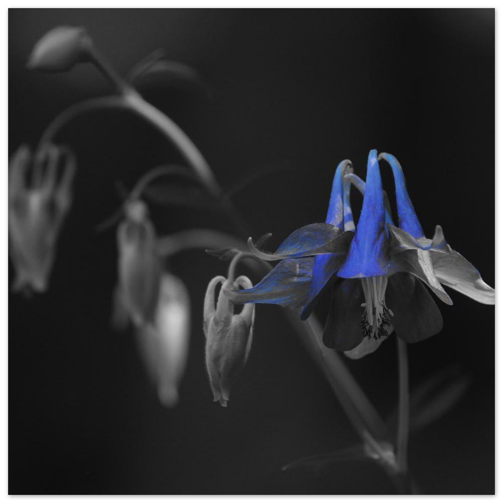 Tableau aluminium fleur bleue Auvergne déco murale Tableau aluminium fleur bleue Auvergne déco murale