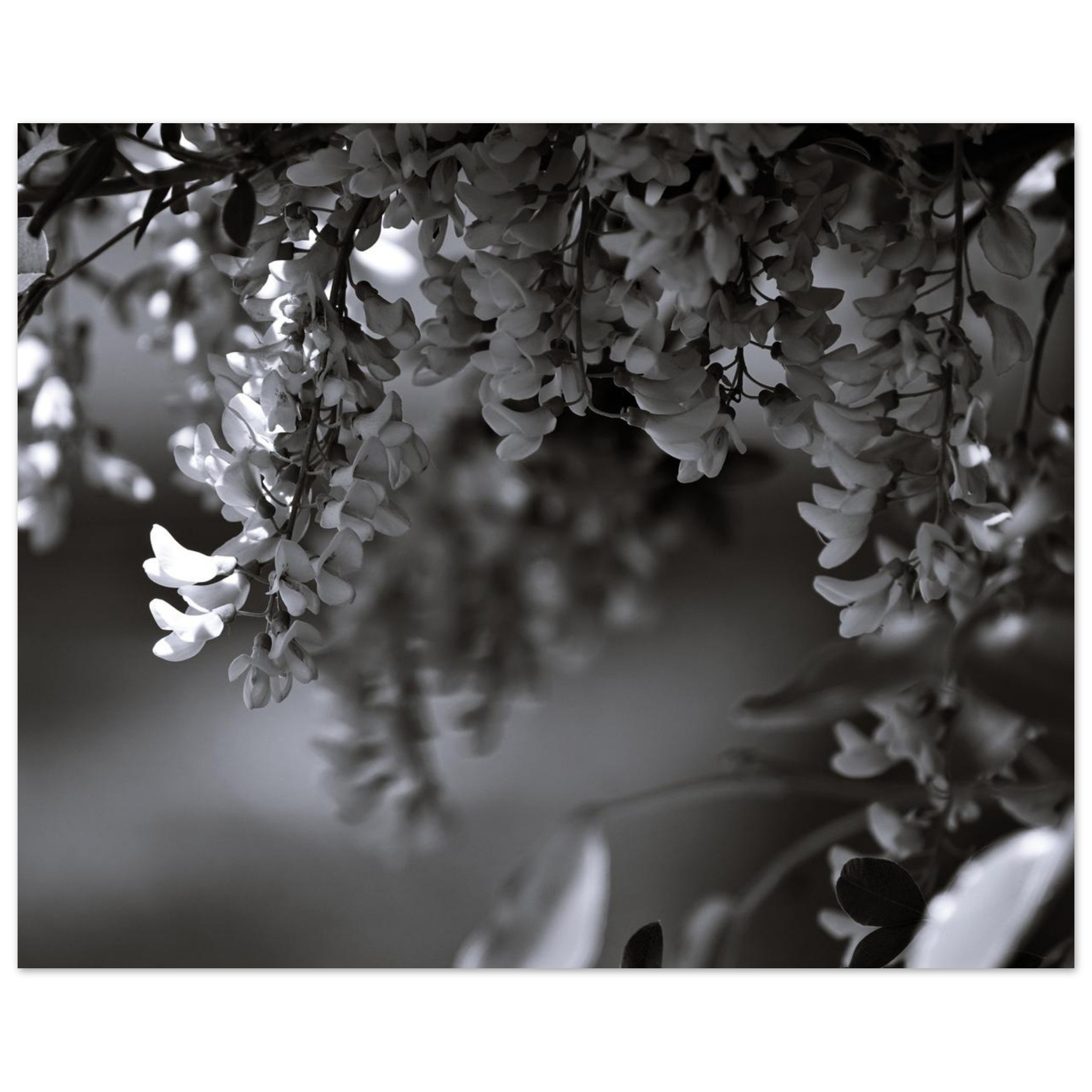 Photo fleurs nature Auvergne décor mural aluminium Photo fleurs nature Auvergne décor mural aluminium