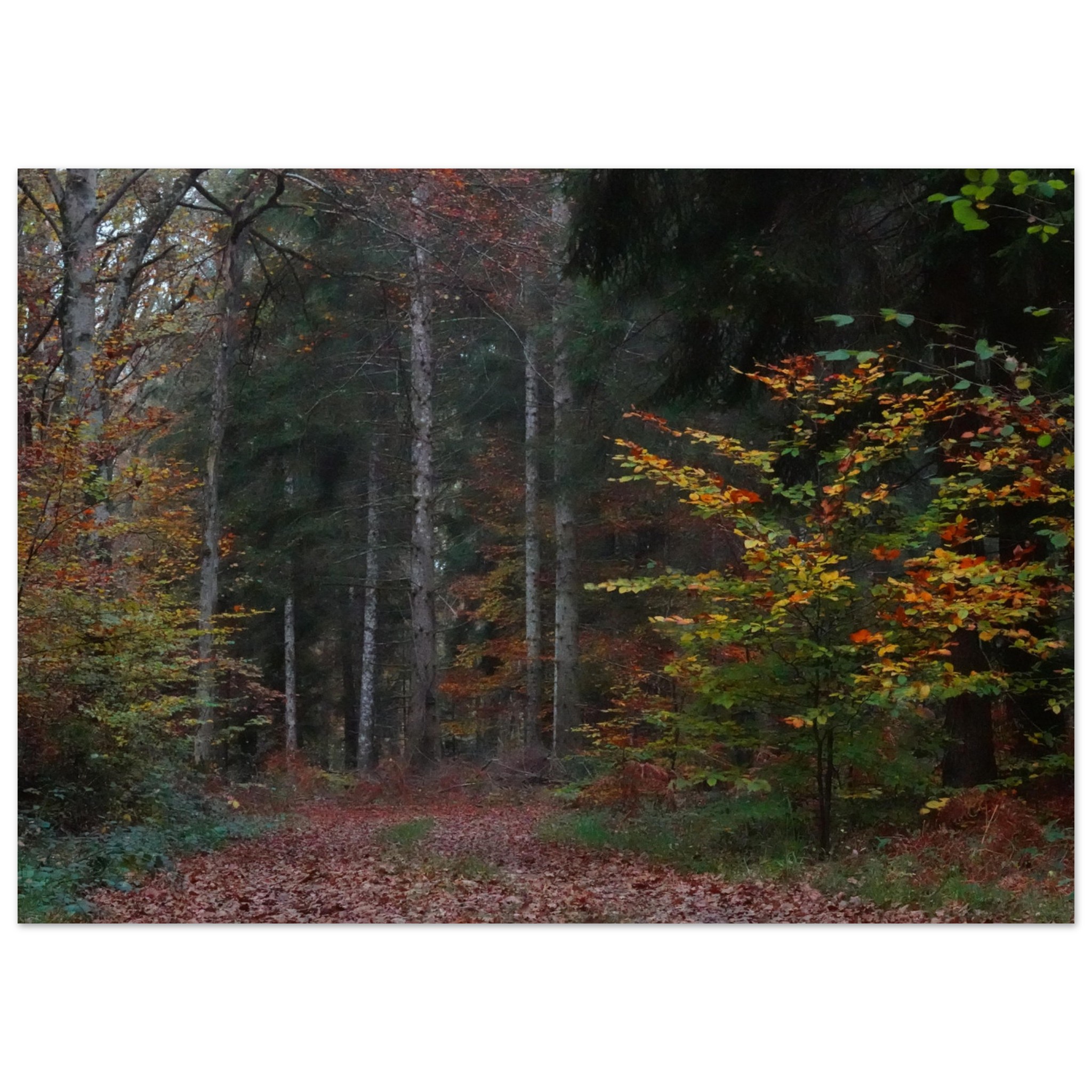 Tableau aluminium forêt dAuvergne automne décor mural Tableau aluminium forêt dAuvergne automne décor mural