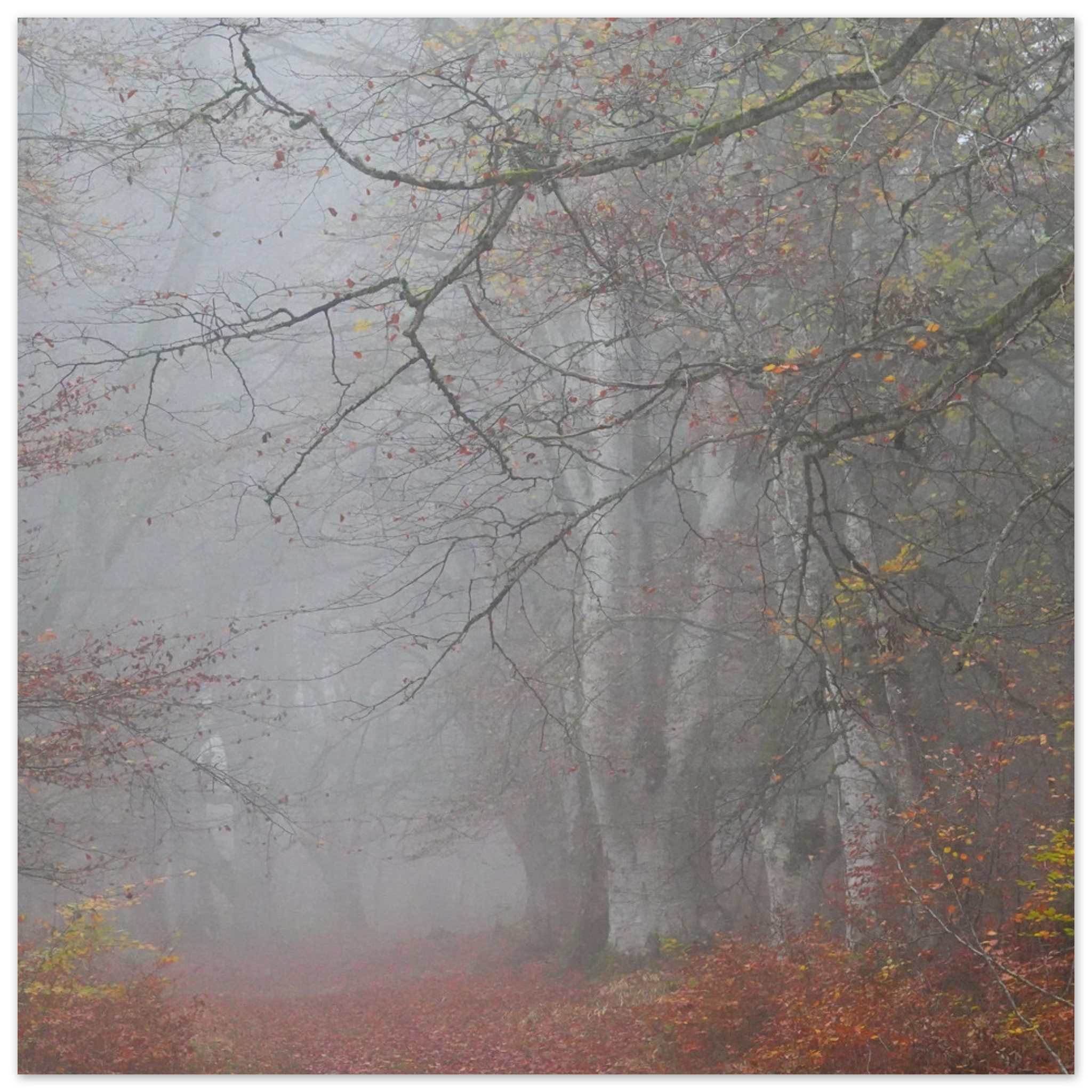 Tableau aluminium hêtraie dAuvergne déco murale Tableau aluminium hêtraie dAuvergne déco murale