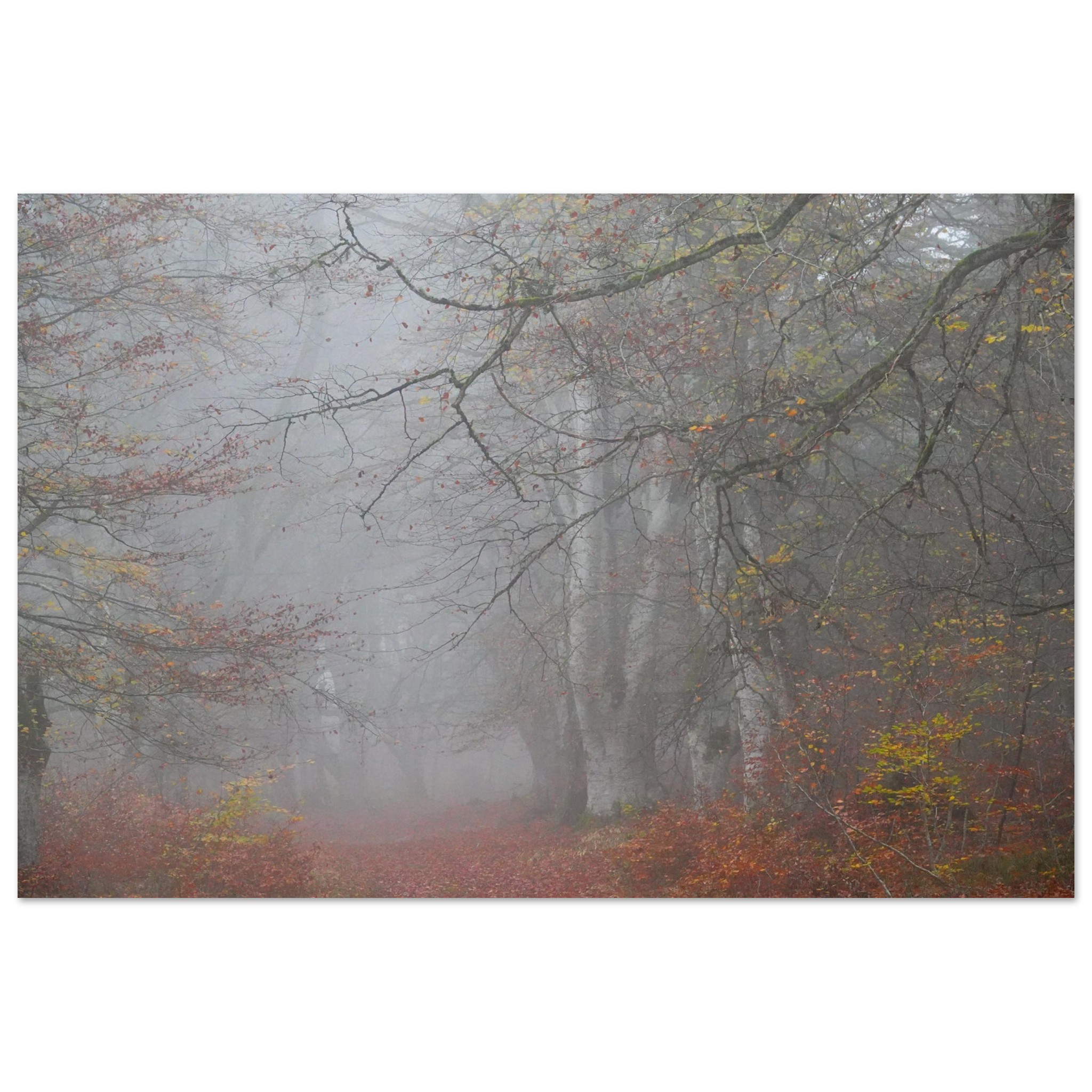 Tableau aluminium hêtraie dAuvergne déco murale Tableau aluminium hêtraie dAuvergne déco murale