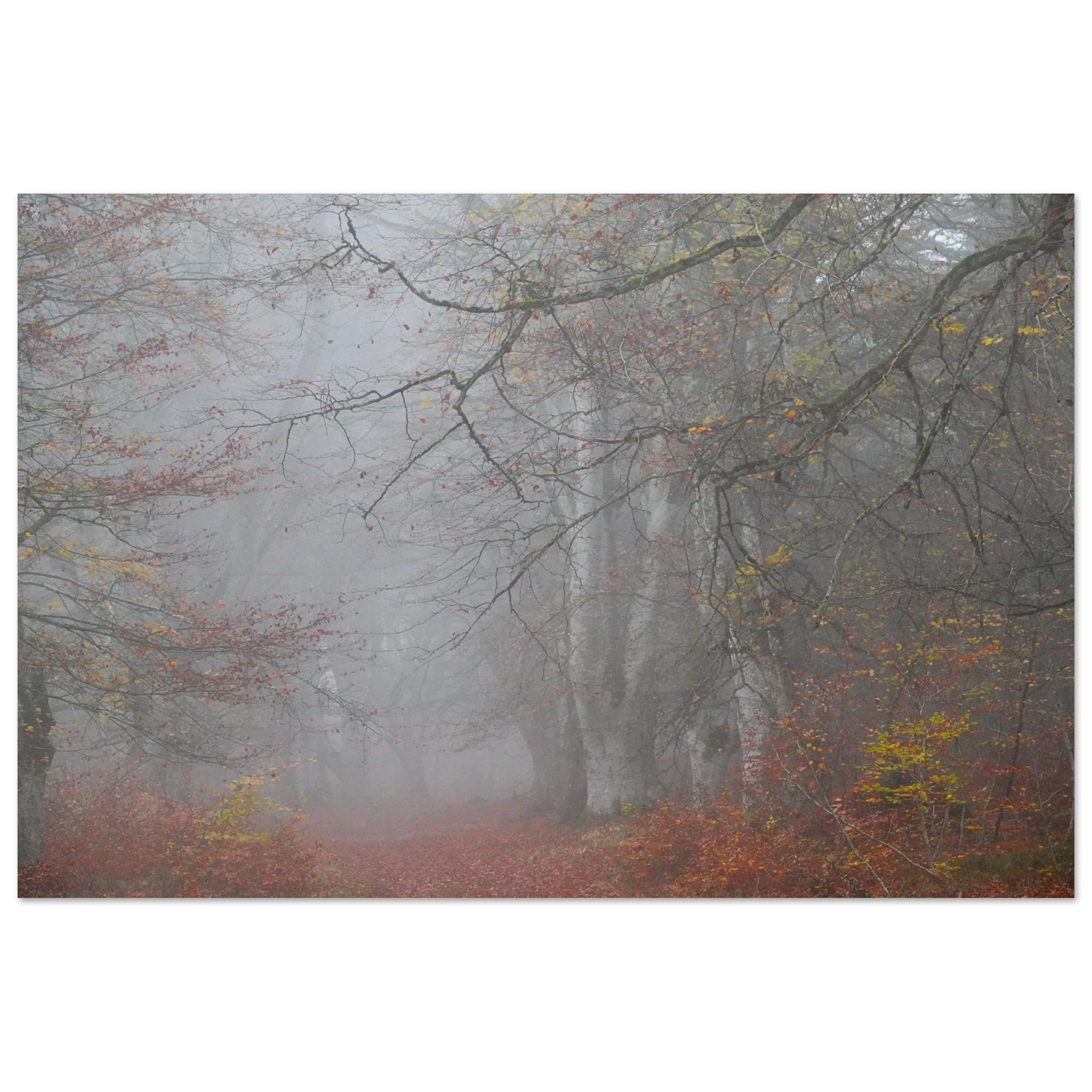 Tableau aluminium hêtraie dAuvergne déco murale Tableau aluminium hêtraie dAuvergne déco murale