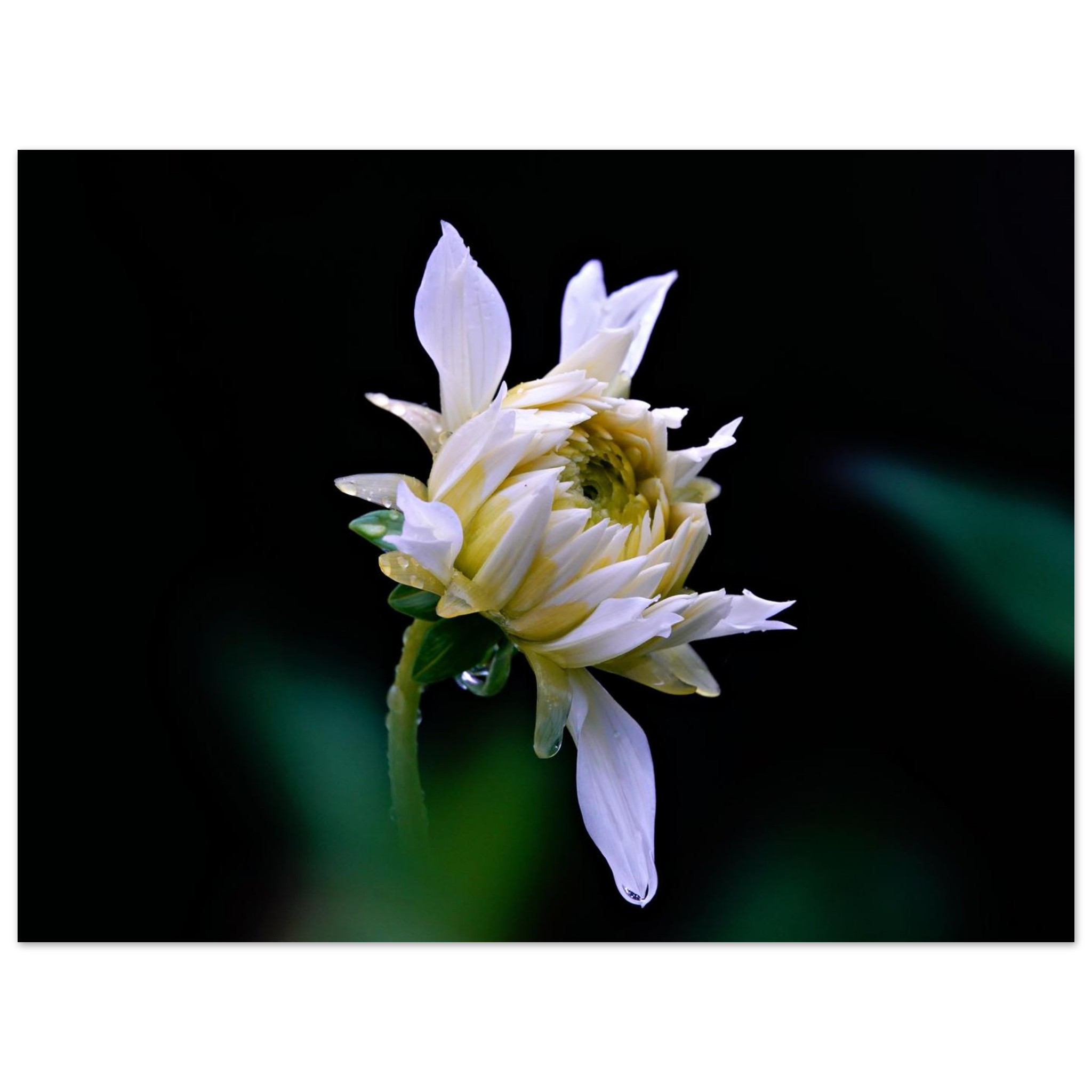 Tableau métal fleur sous la pluie Auvergne décor mural Tableau métal fleur sous la pluie Auvergne décor mural