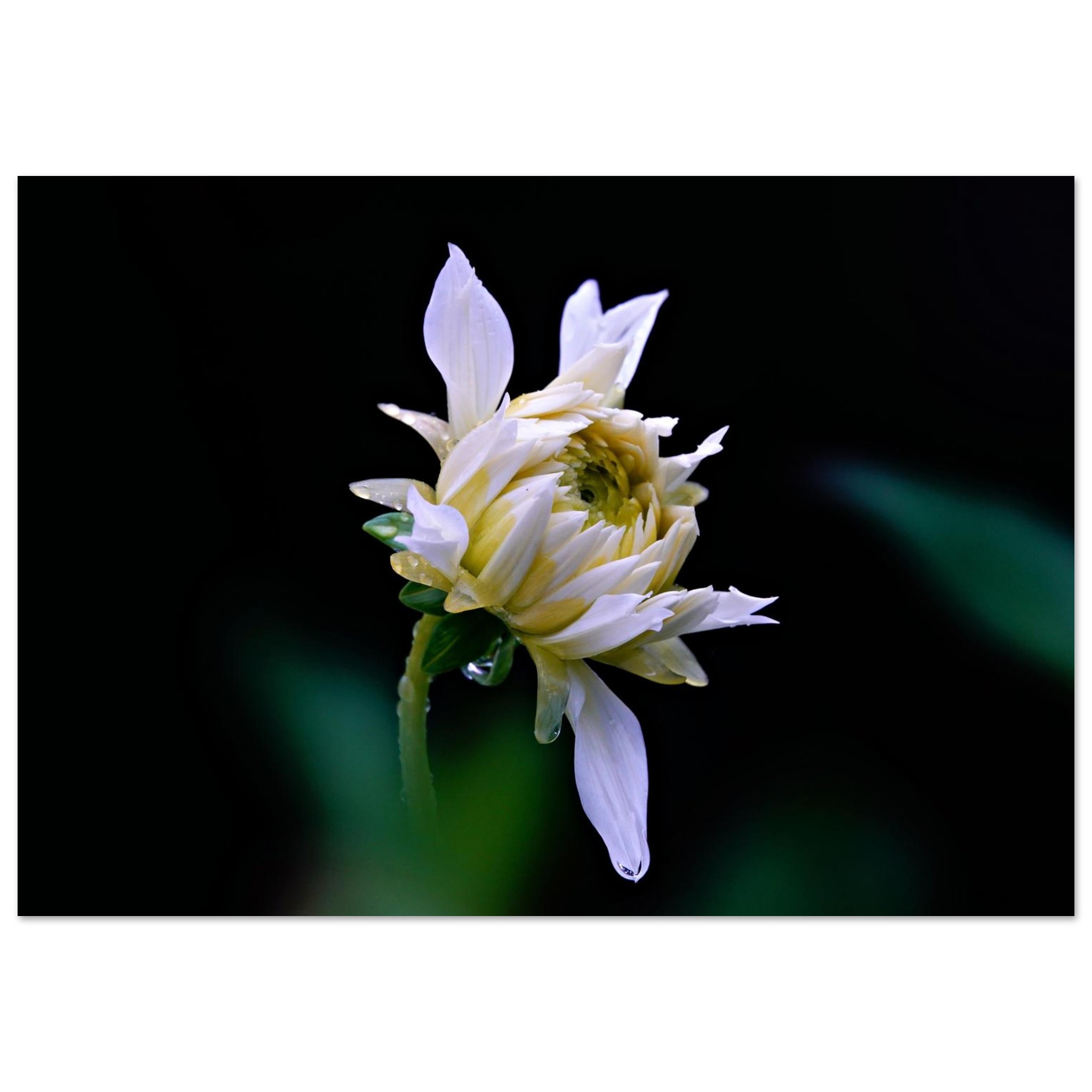 Tableau métal fleur sous la pluie Auvergne décor mural Tableau métal fleur sous la pluie Auvergne décor mural