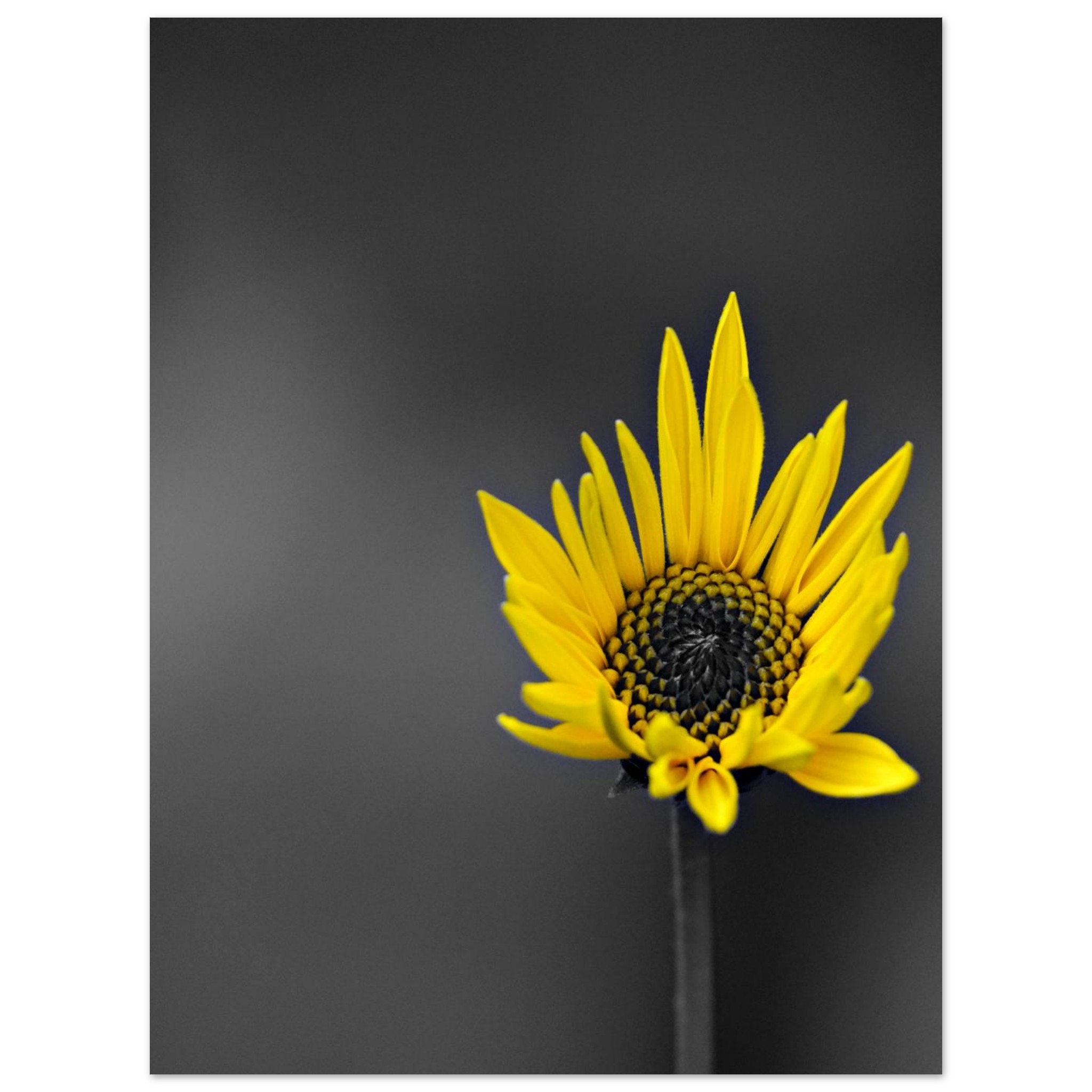 Tableau fleur sous la pluie décor mural aluminium Tableau fleur sous la pluie décor mural aluminium