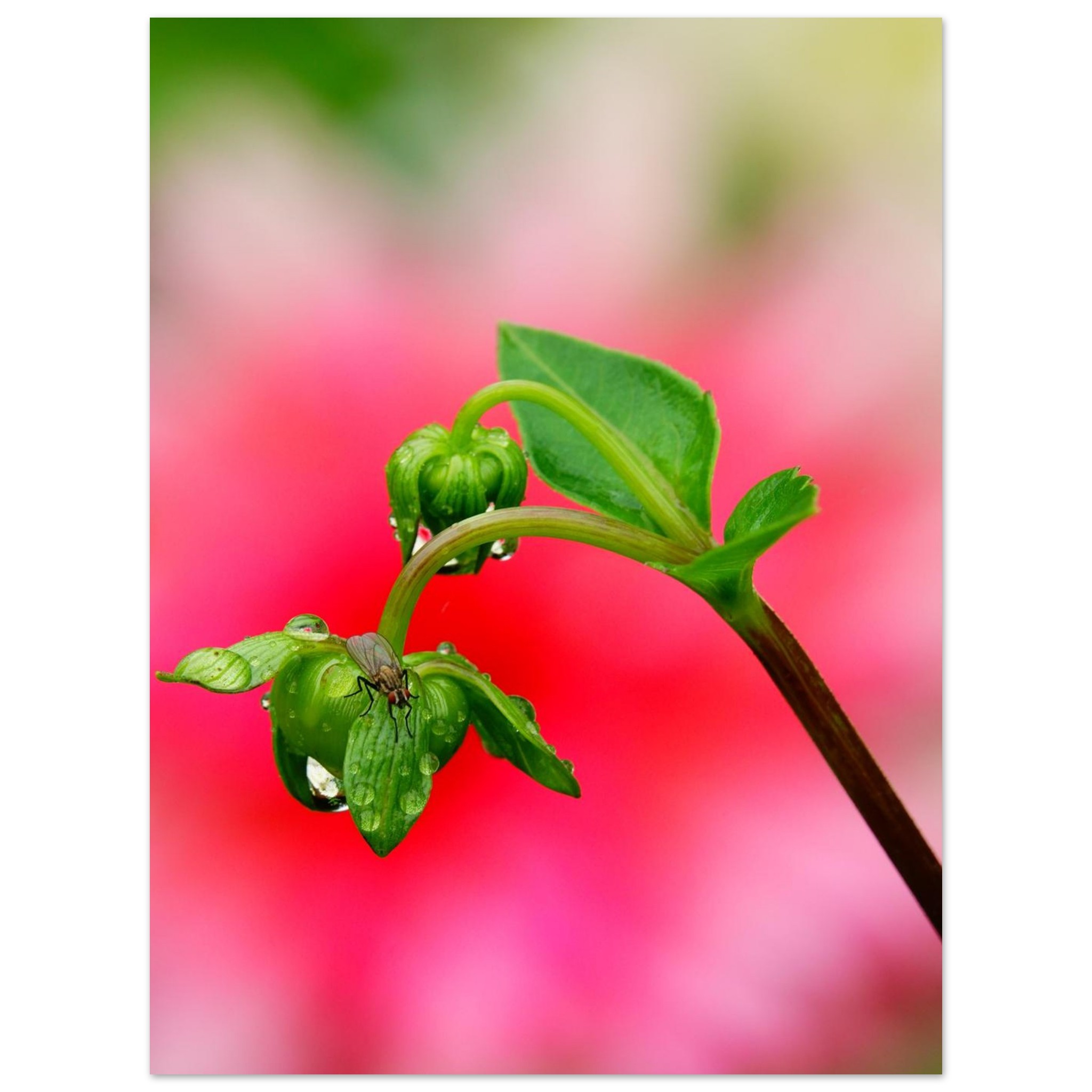 Photo Auvergne pluie insecte décor mural aluminium Photo Auvergne pluie insecte décor mural aluminium