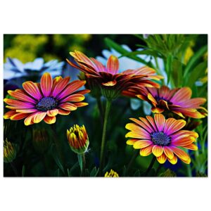 Tableau aluminium fleurs Auvergne déco murale La délicatesse est une manière d’exister.