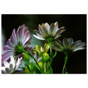 Tableau aluminium fleurs en Auvergne L&rsquo;envers révèle ce que l&rsquo;habitude efface.