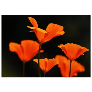 L&rsquo;écologie comme acte d&rsquo;amour, la photo comme témoin