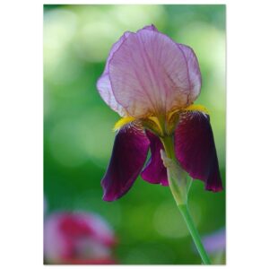 La déesse Iris