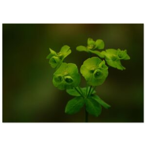 Photo Auvergne fleurs tableau aluminium déco murale