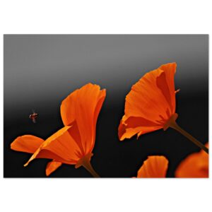 Ils pollinisent — pendant que nous débattons