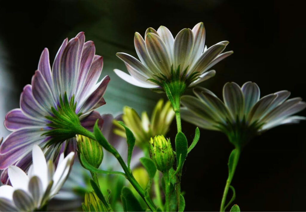 photos fleurs