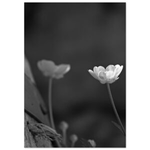 Aimer ce qui est discret, fragile, presque invisible.