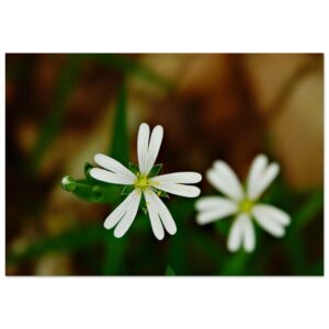 Tableau aluminium Auvergne fleurs déco murale La beauté née de l’équilibre pas de la domination