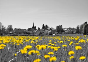 Le village regarde, la nature agit, tableau pissenlits et village Le village regarde, la nature agit, tableau pissenlits et village