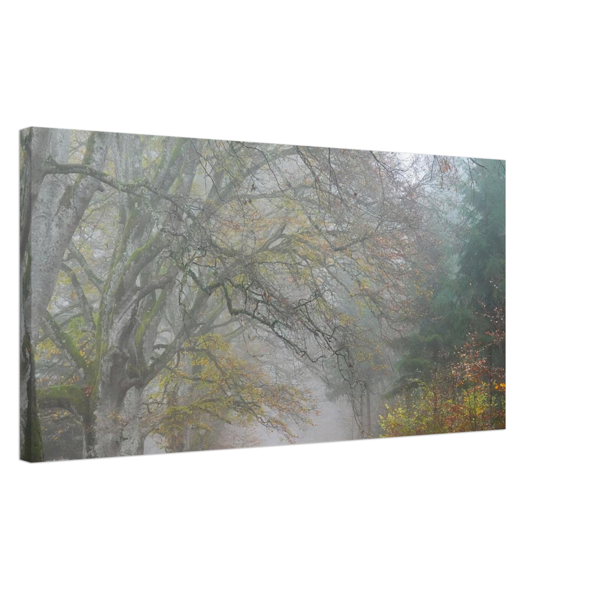 Toile d’Auvergne La Hêtraie Bois de Ceyssat déco murale Toile d’Auvergne La Hêtraie Bois de Ceyssat déco murale