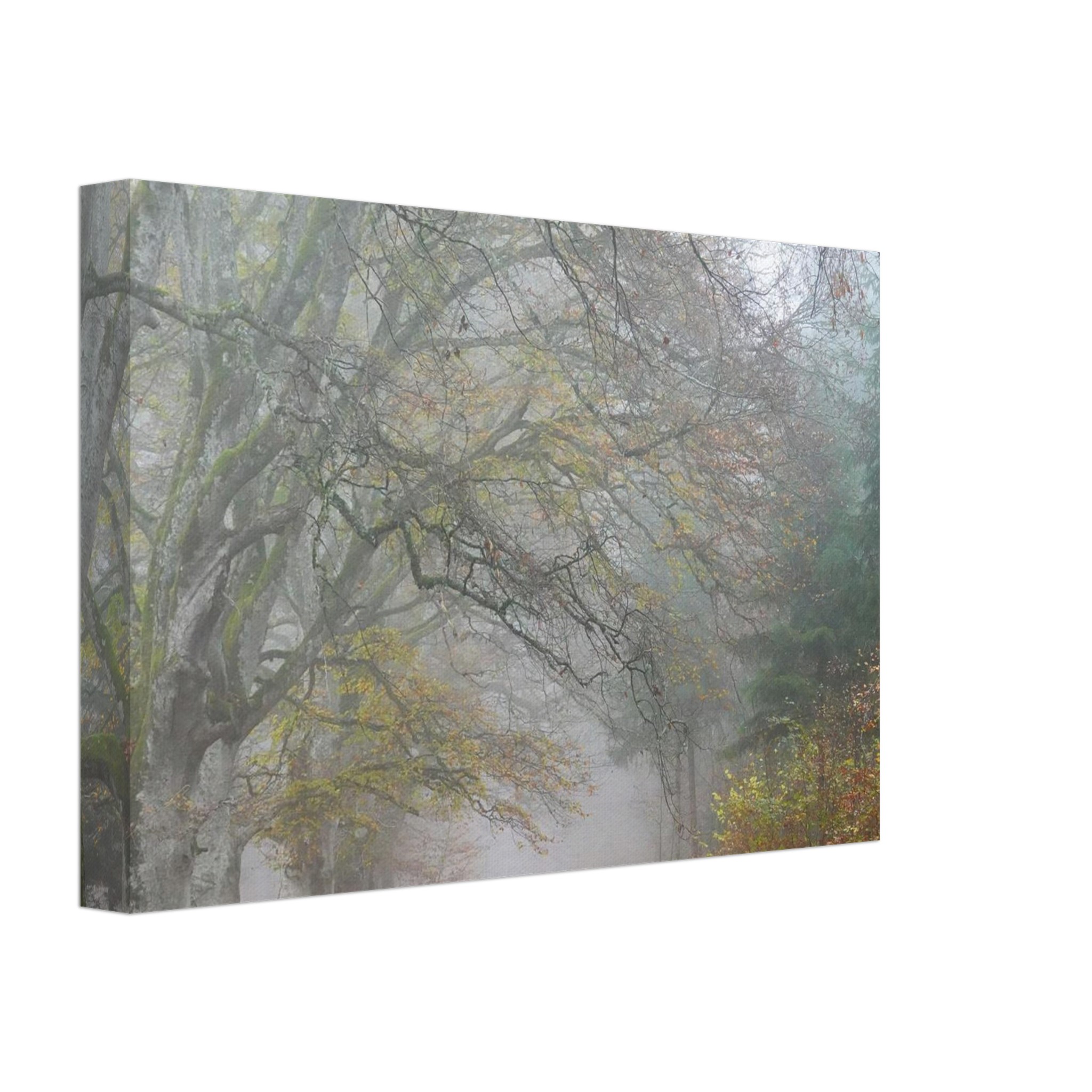 Toile d’Auvergne La Hêtraie Bois de Ceyssat déco murale Toile d’Auvergne La Hêtraie Bois de Ceyssat déco murale