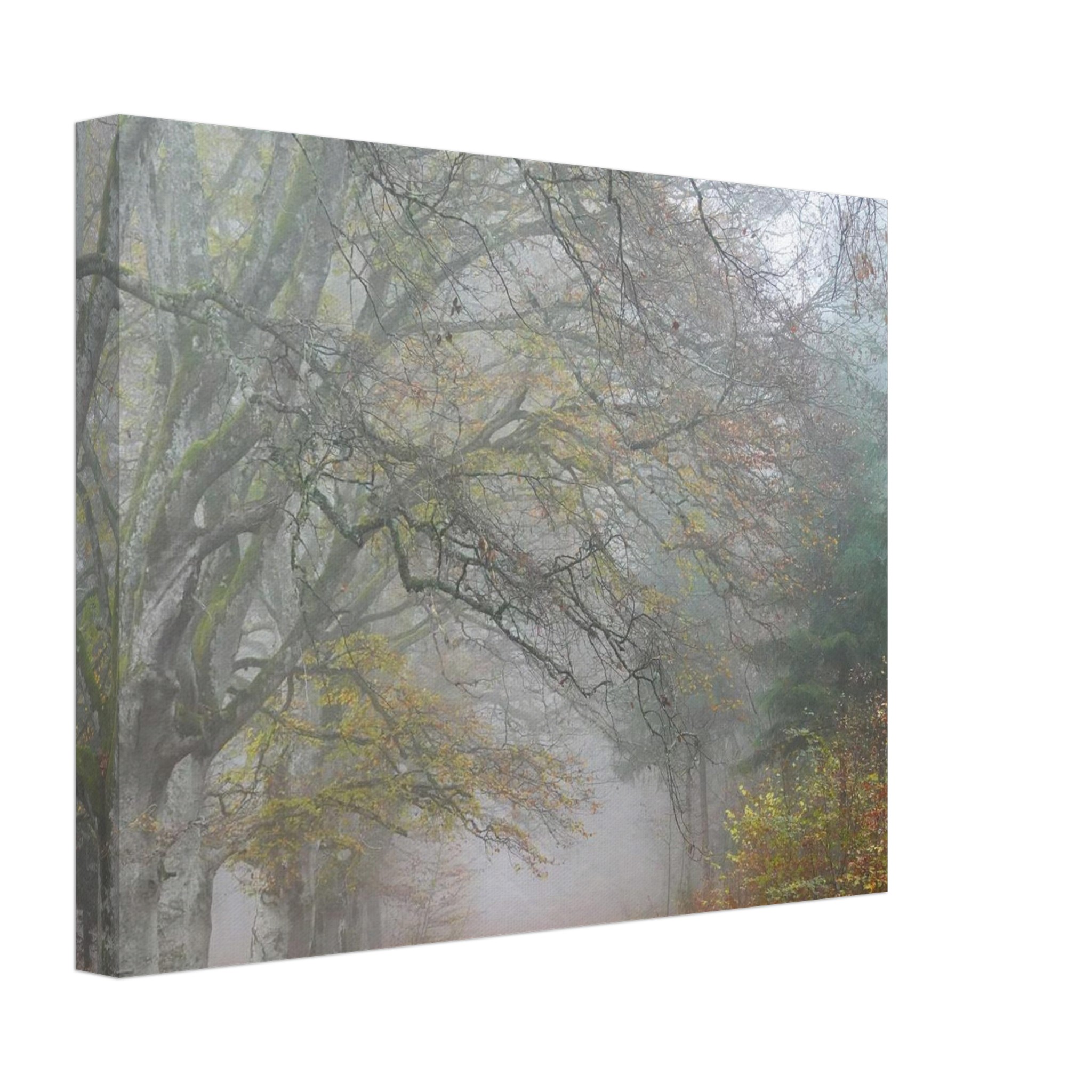 Toile d’Auvergne La Hêtraie Bois de Ceyssat déco murale Toile d’Auvergne La Hêtraie Bois de Ceyssat déco murale