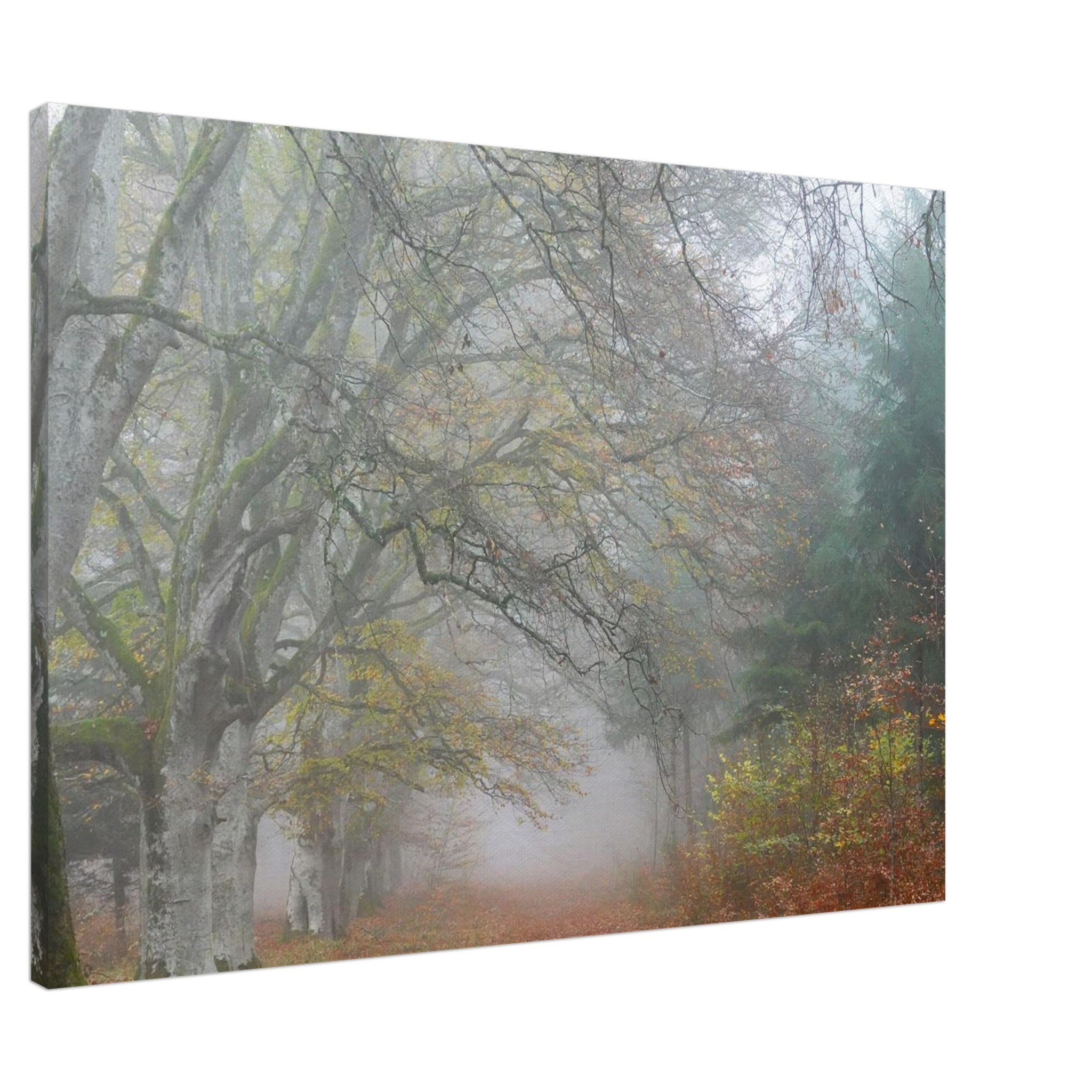 Toile d’Auvergne La Hêtraie Bois de Ceyssat déco murale Toile d’Auvergne La Hêtraie Bois de Ceyssat déco murale