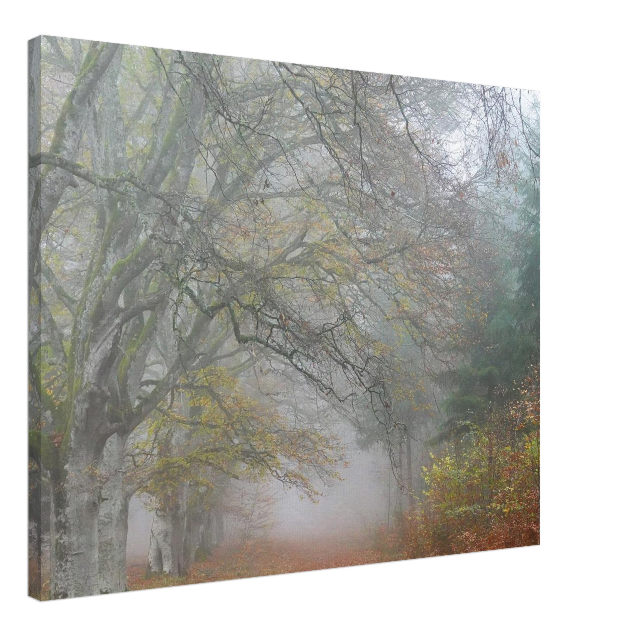 Toile d’Auvergne La Hêtraie Bois de Ceyssat déco murale Toile d’Auvergne La Hêtraie Bois de Ceyssat déco murale