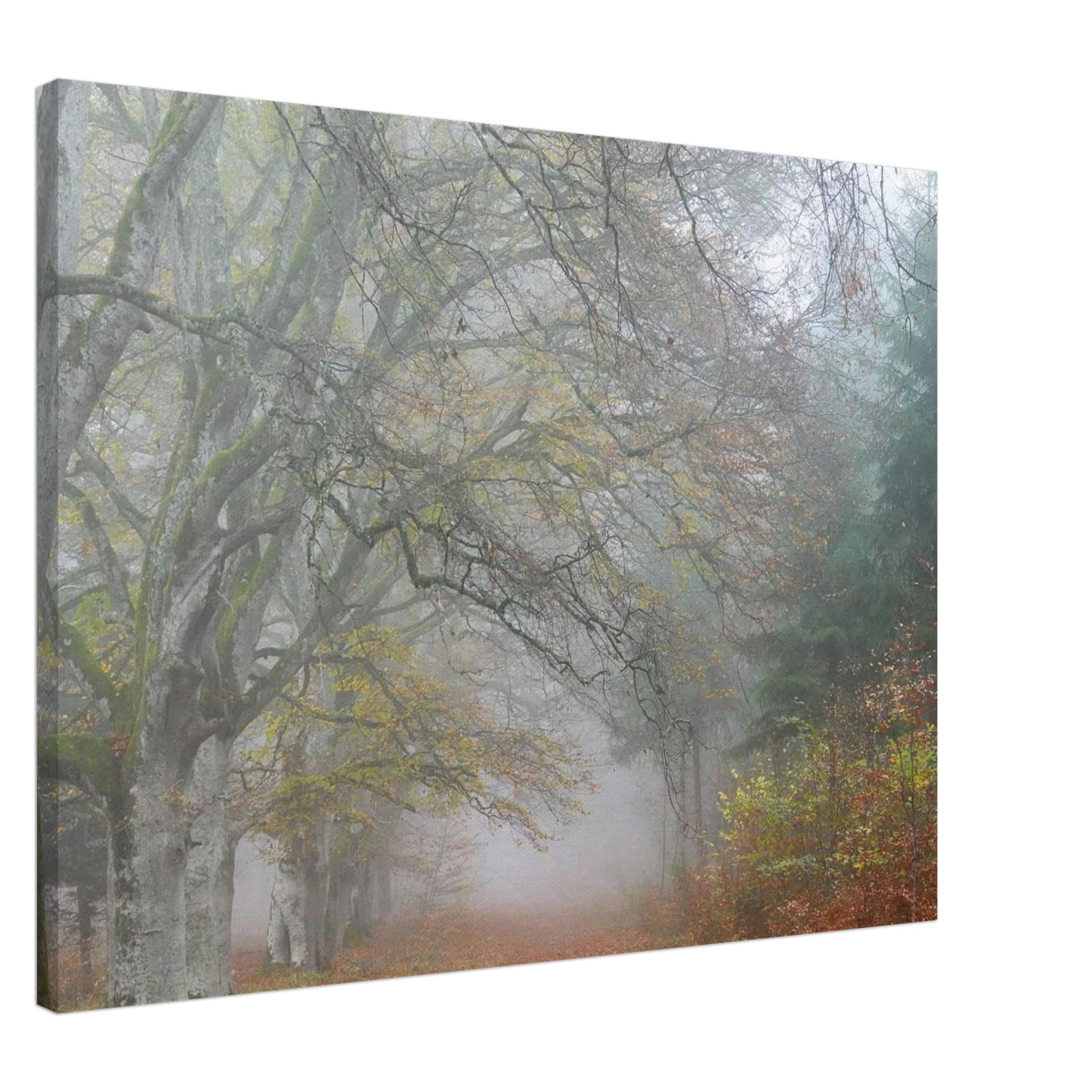 Toile d’Auvergne La Hêtraie Bois de Ceyssat déco murale Toile d’Auvergne La Hêtraie Bois de Ceyssat déco murale