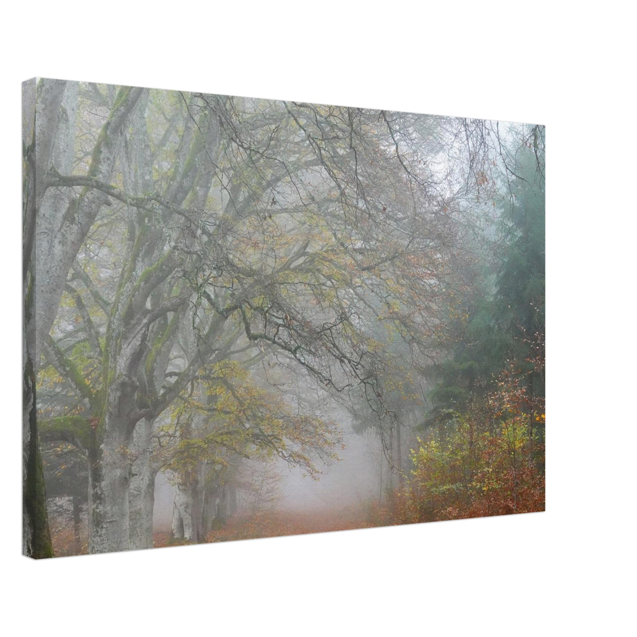 Toile d’Auvergne La Hêtraie Bois de Ceyssat déco murale Toile d’Auvergne La Hêtraie Bois de Ceyssat déco murale