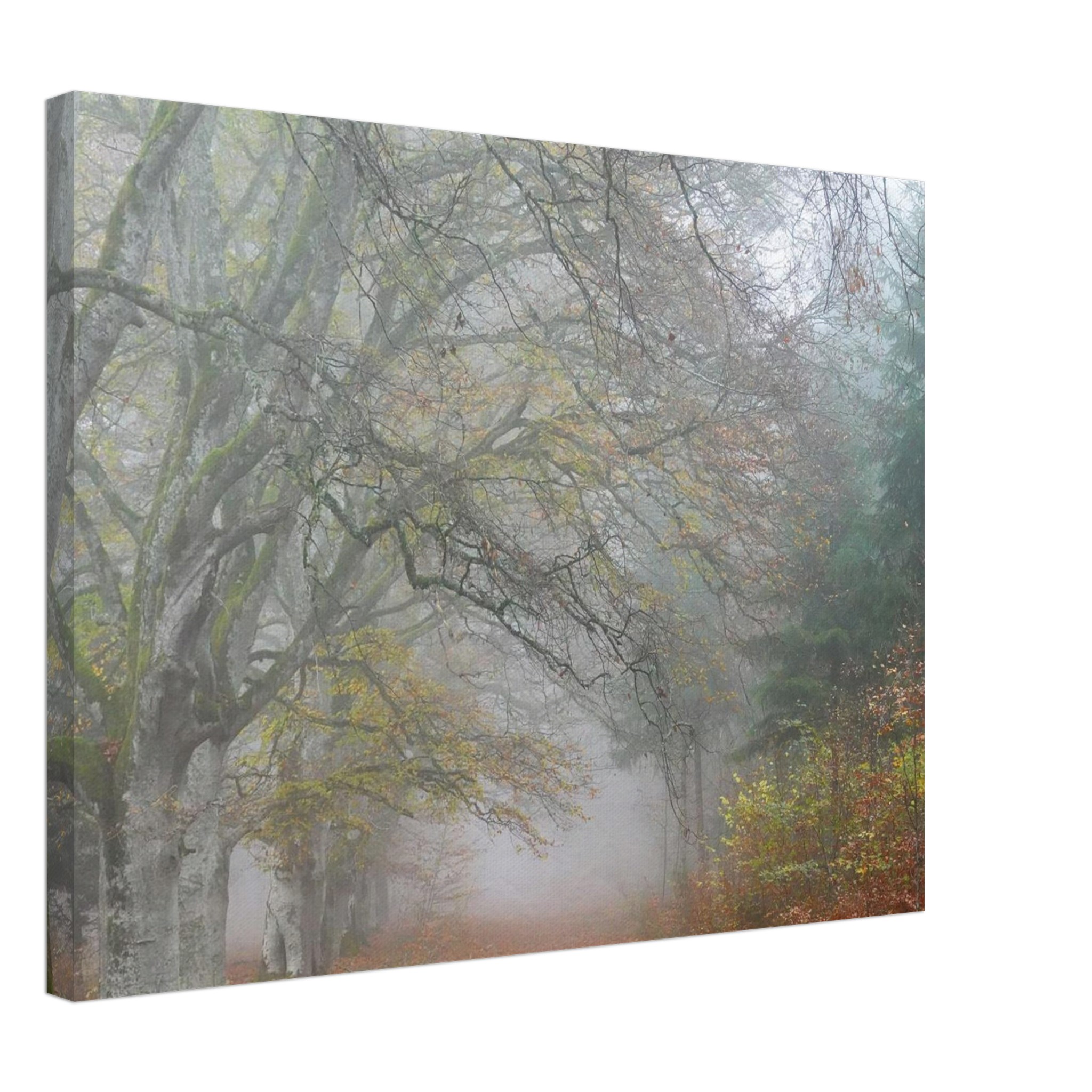 Toile d’Auvergne La Hêtraie Bois de Ceyssat déco murale Toile d’Auvergne La Hêtraie Bois de Ceyssat déco murale