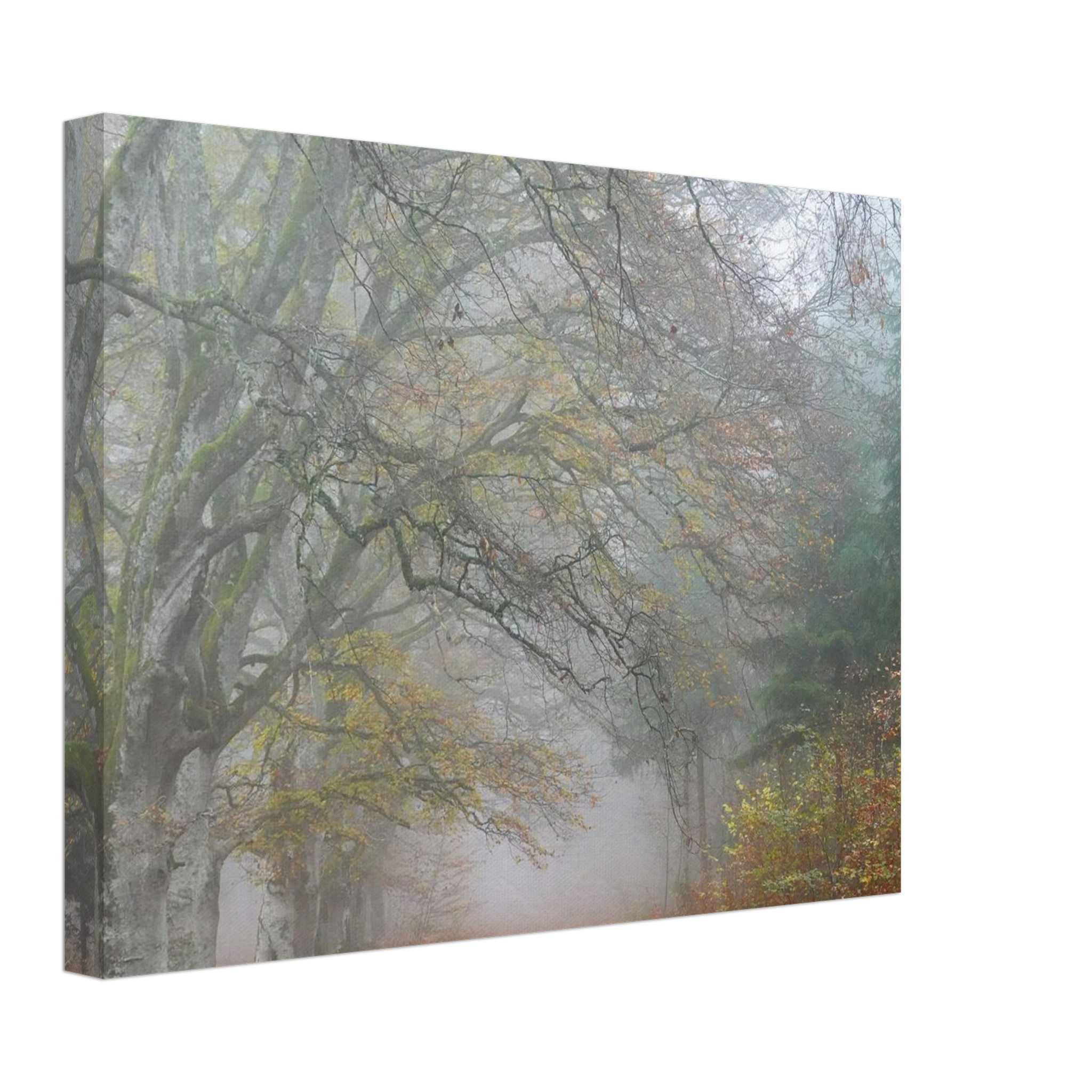 Toile d’Auvergne La Hêtraie Bois de Ceyssat déco murale Toile d’Auvergne La Hêtraie Bois de Ceyssat déco murale
