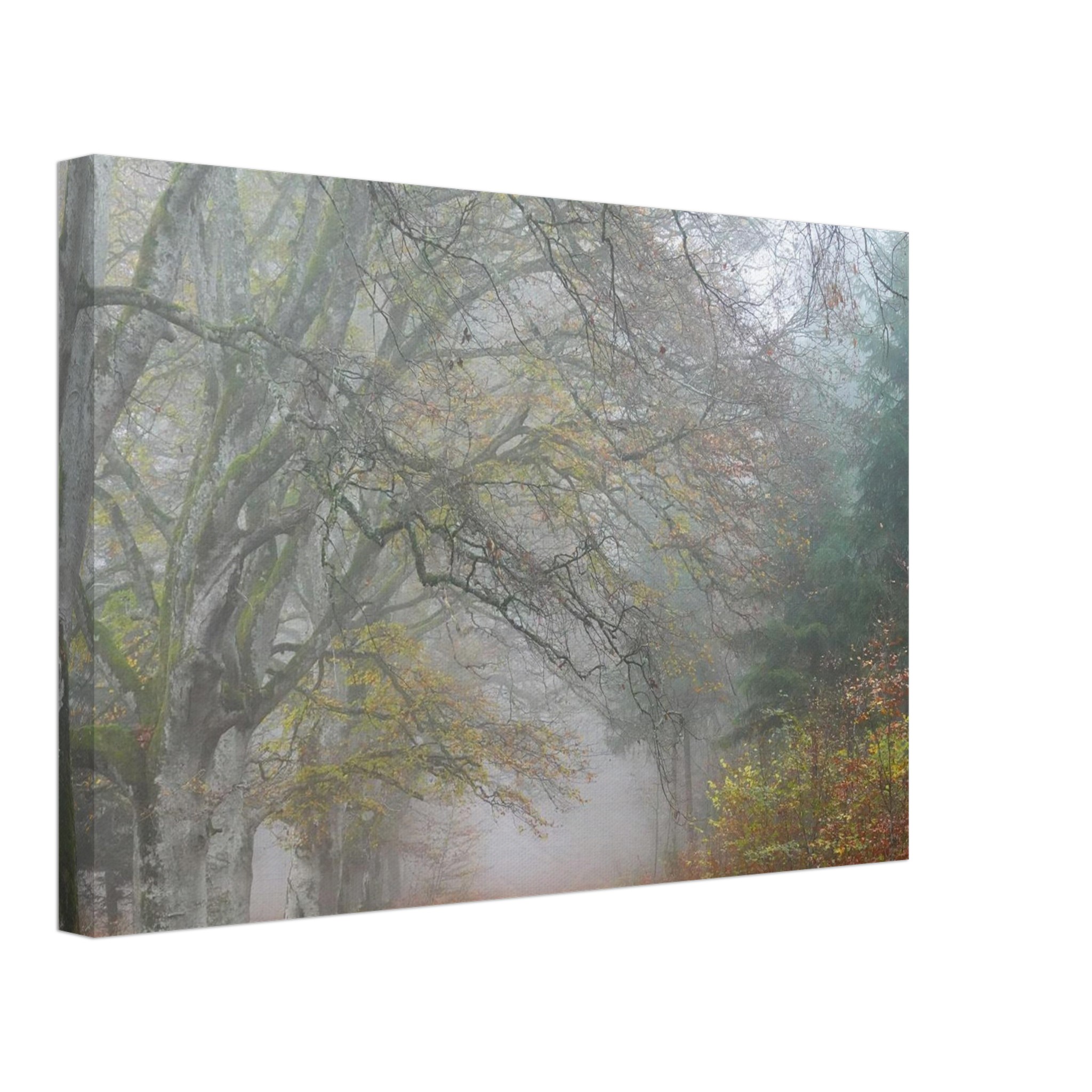 Toile d’Auvergne La Hêtraie Bois de Ceyssat déco murale Toile d’Auvergne La Hêtraie Bois de Ceyssat déco murale