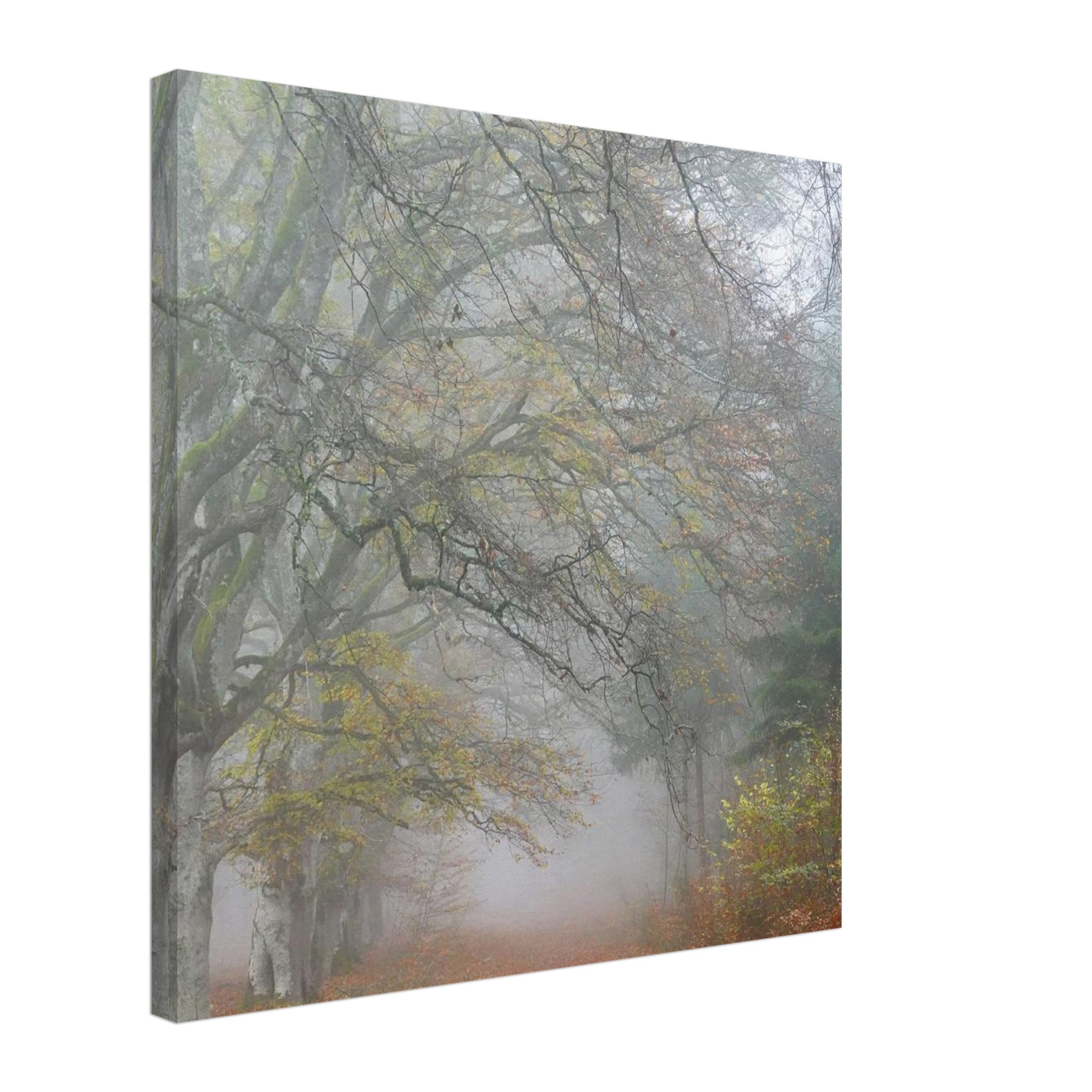 Toile d’Auvergne La Hêtraie Bois de Ceyssat déco murale Toile d’Auvergne La Hêtraie Bois de Ceyssat déco murale