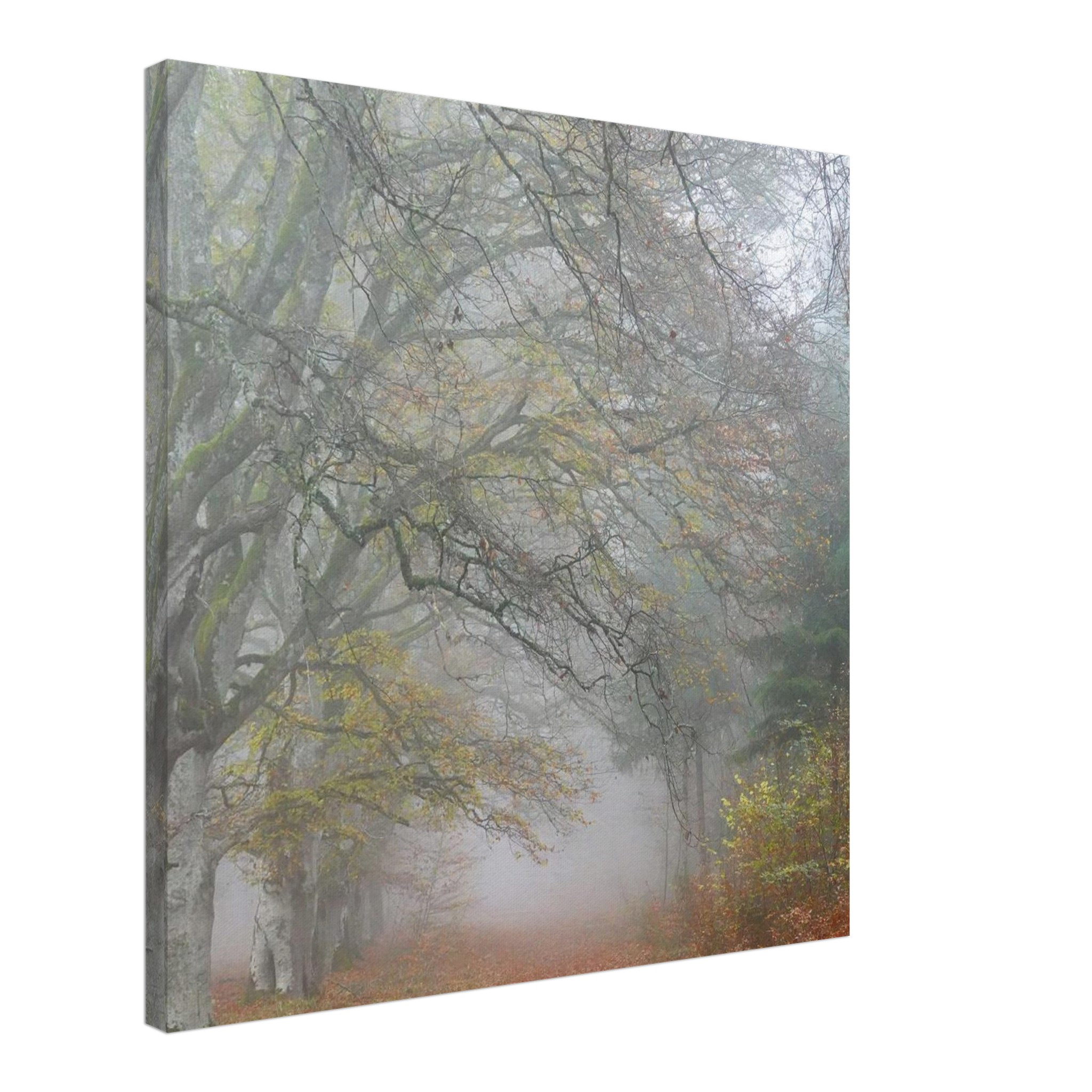 Toile d’Auvergne La Hêtraie Bois de Ceyssat déco murale Toile d’Auvergne La Hêtraie Bois de Ceyssat déco murale