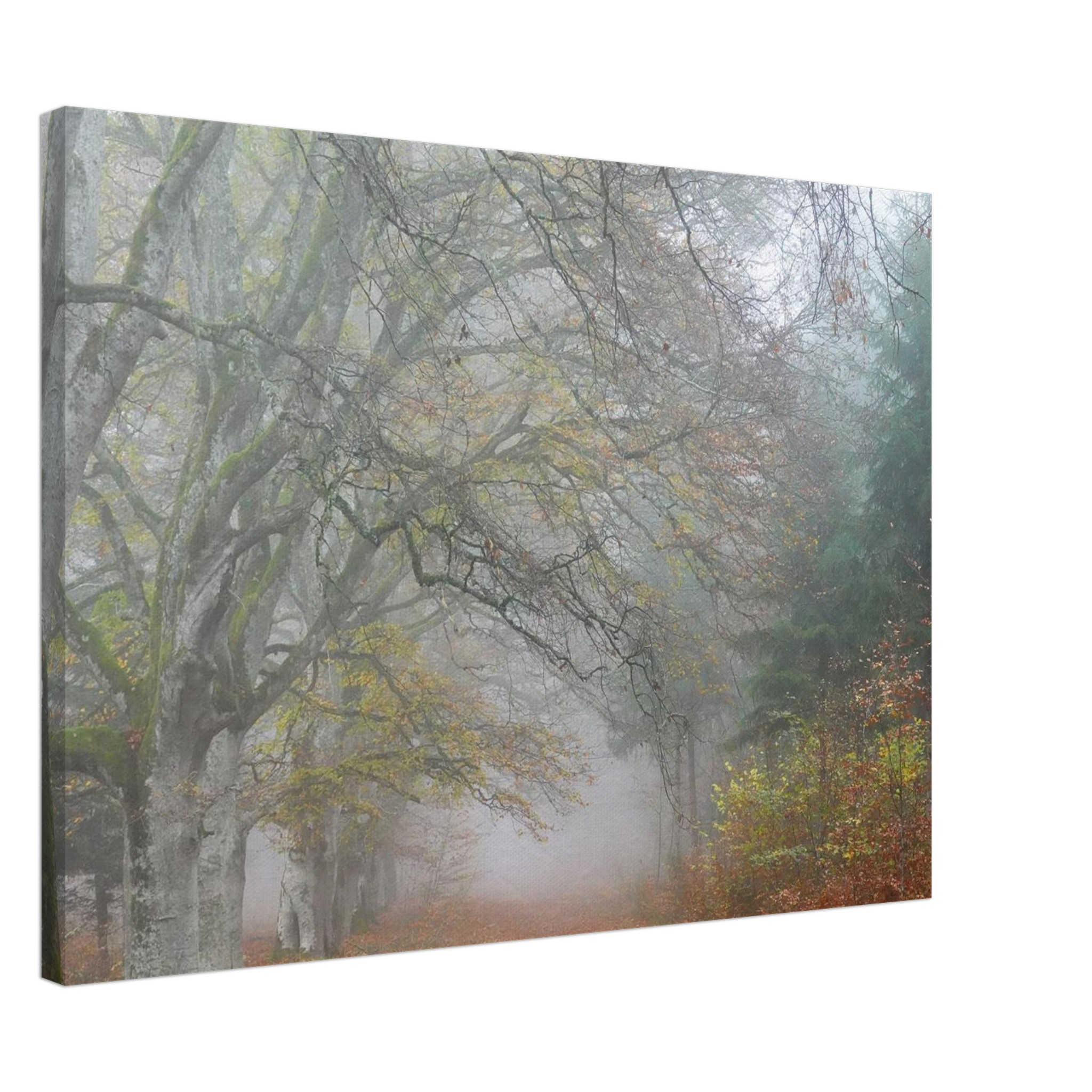 Toile d’Auvergne La Hêtraie Bois de Ceyssat déco murale Toile d’Auvergne La Hêtraie Bois de Ceyssat déco murale